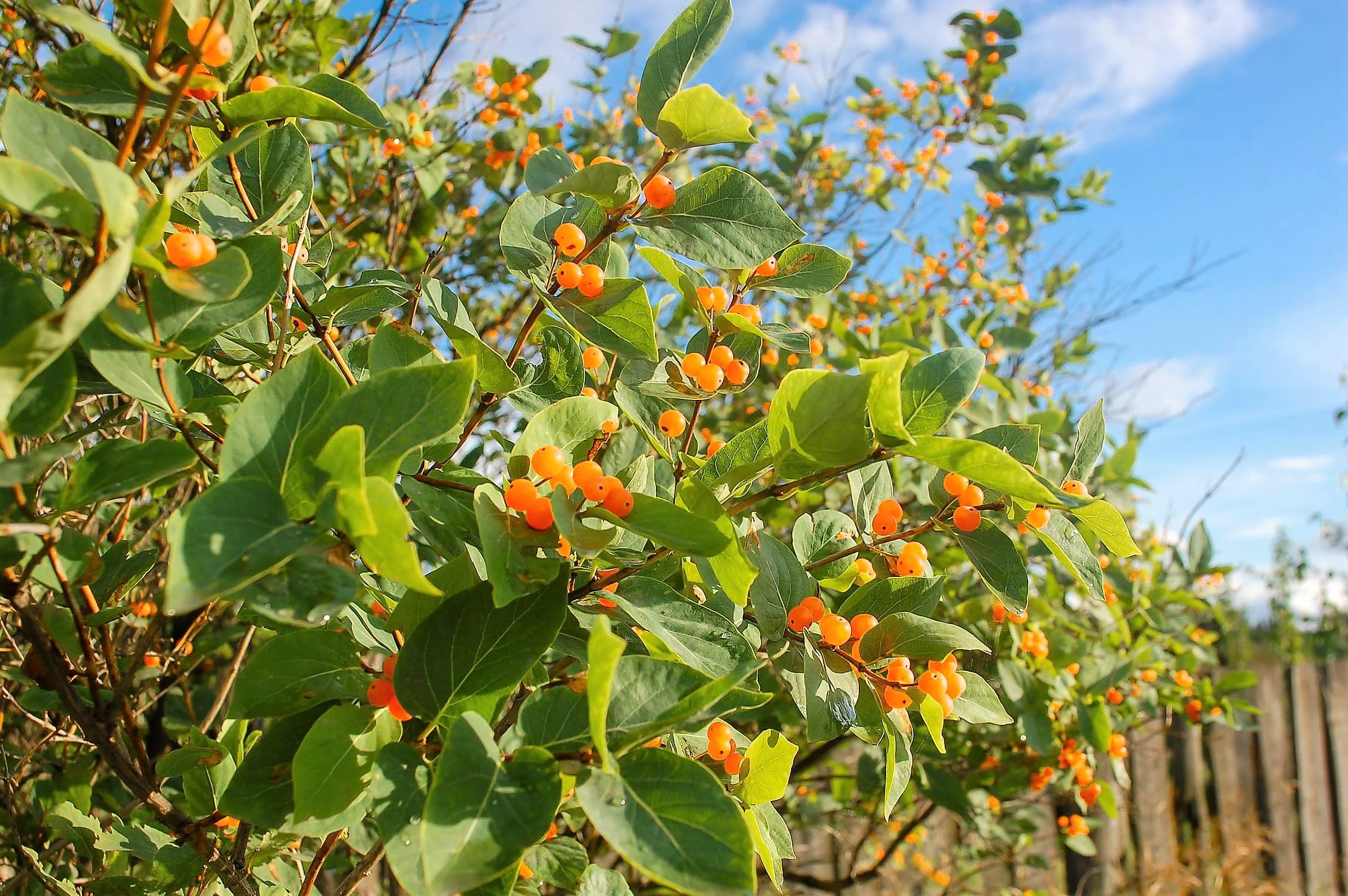 50 Tatarian Asian HONEYSUCKLE Lonicera Tatarica Pink Flower Shrub Bush Seeds - Image 7