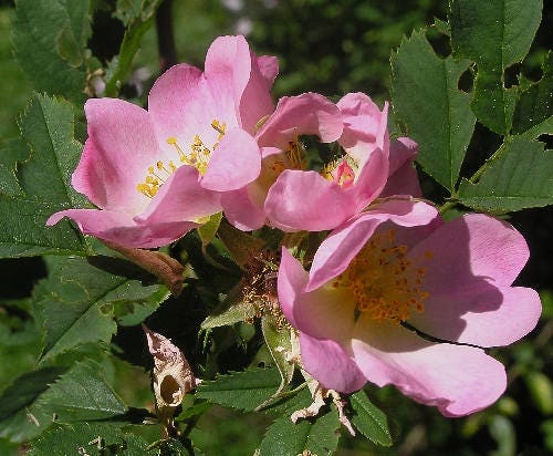 50 Thornless Pink DOG BRIER ROSE Bush Rosa Canina Inermis Victory Garden Fragrant Flower Seeds - Image 10