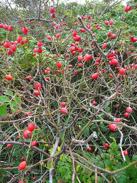 50 Thornless Pink DOG BRIER ROSE Bush Rosa Canina Inermis Victory Garden Fragrant Flower Seeds - Image 3