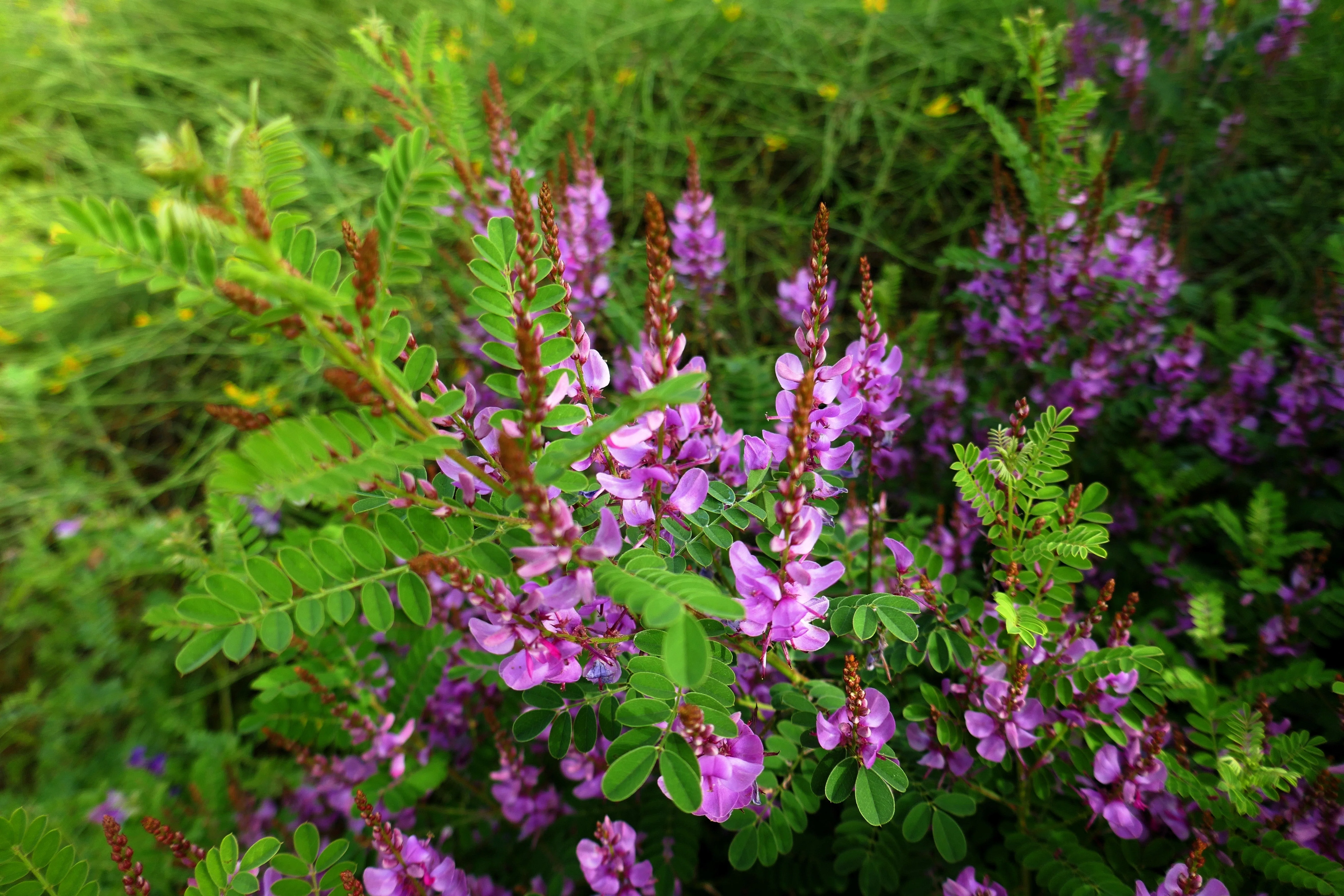 50 TRUE INDIGO Dye Indigo Indigofera Tinctoria Pink Purple Sub Shrub Flower Seeds - Image 8