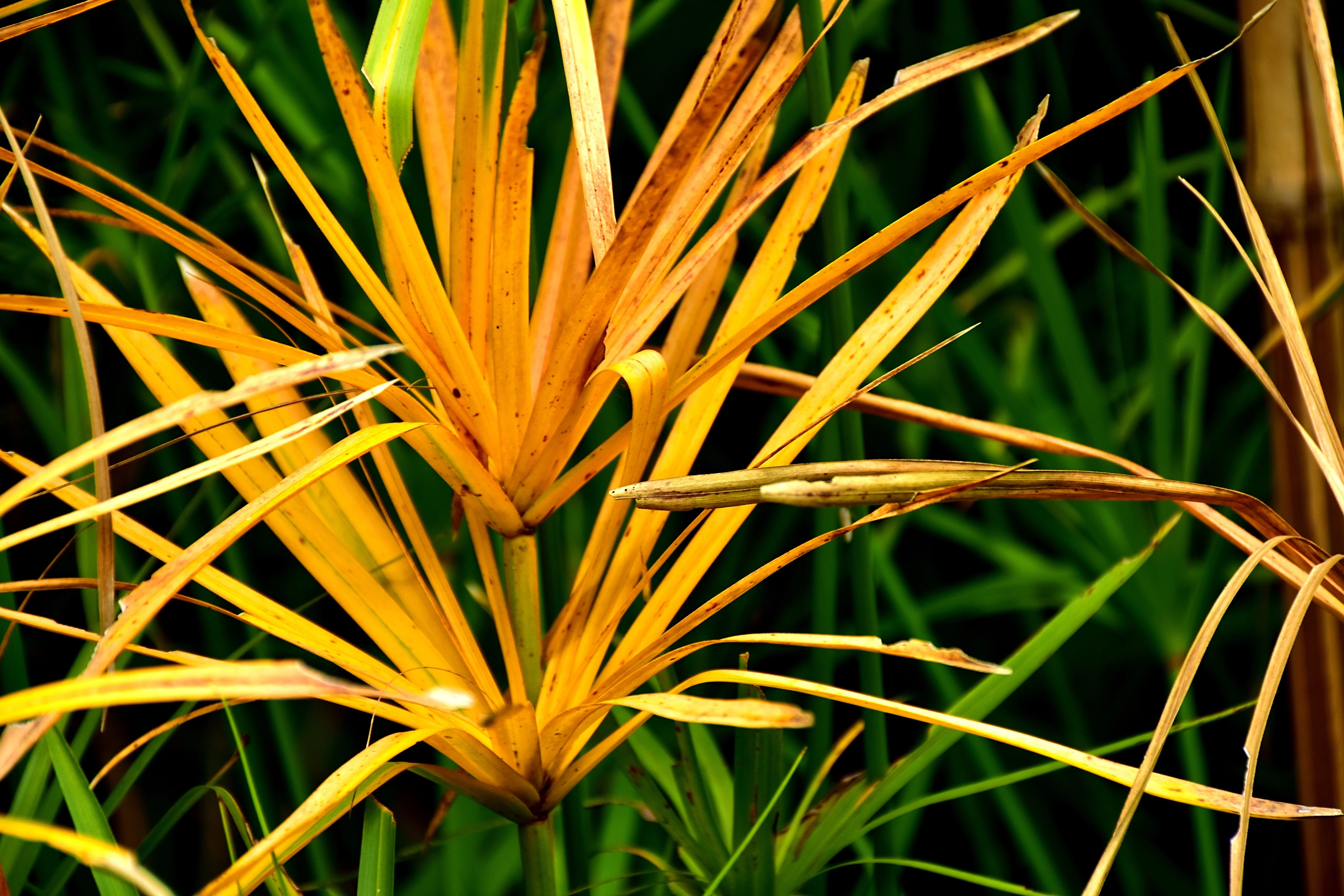 50 UMBRELLA PLANT CYPERUS Alternifolius Papyrus Grass Umbrella Palm Flower Seeds - Image 13