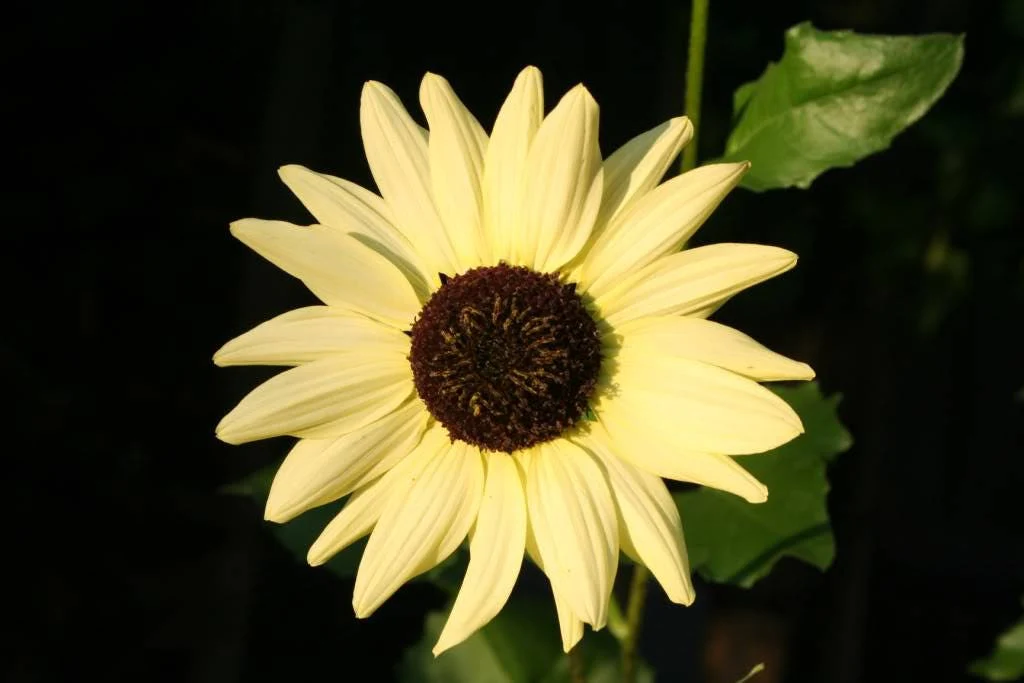 50 VANILLA ICE SUNFLOWER Two Tone Light Yellow Helianthus Annuus Flower Seeds - Image 4