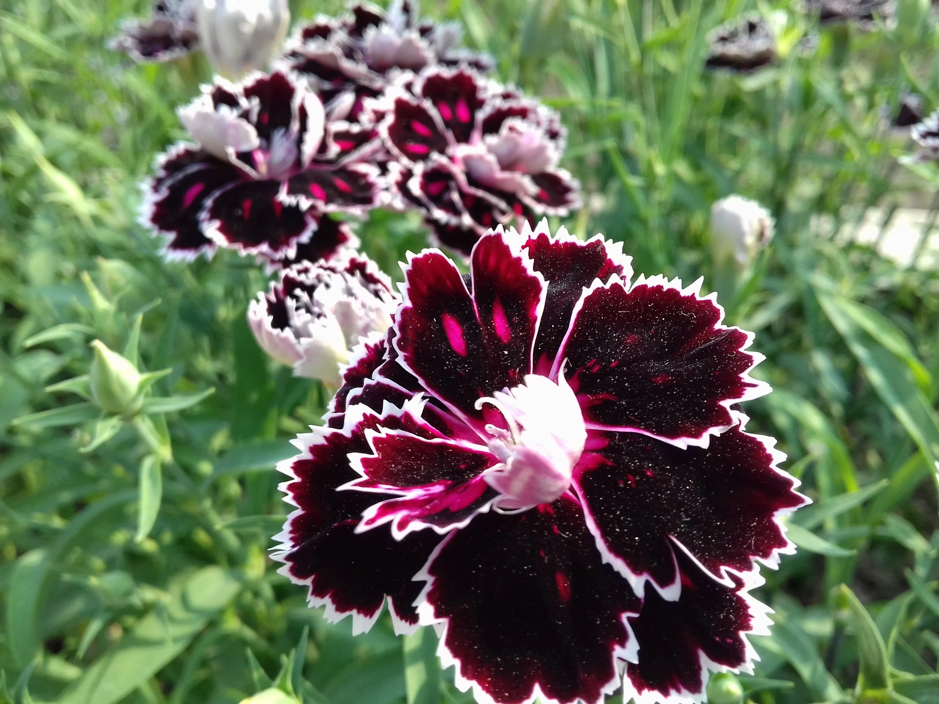 50 VELVET N LACE DIANTHUS Chinensis Black & White Flower Seeds - Image 6