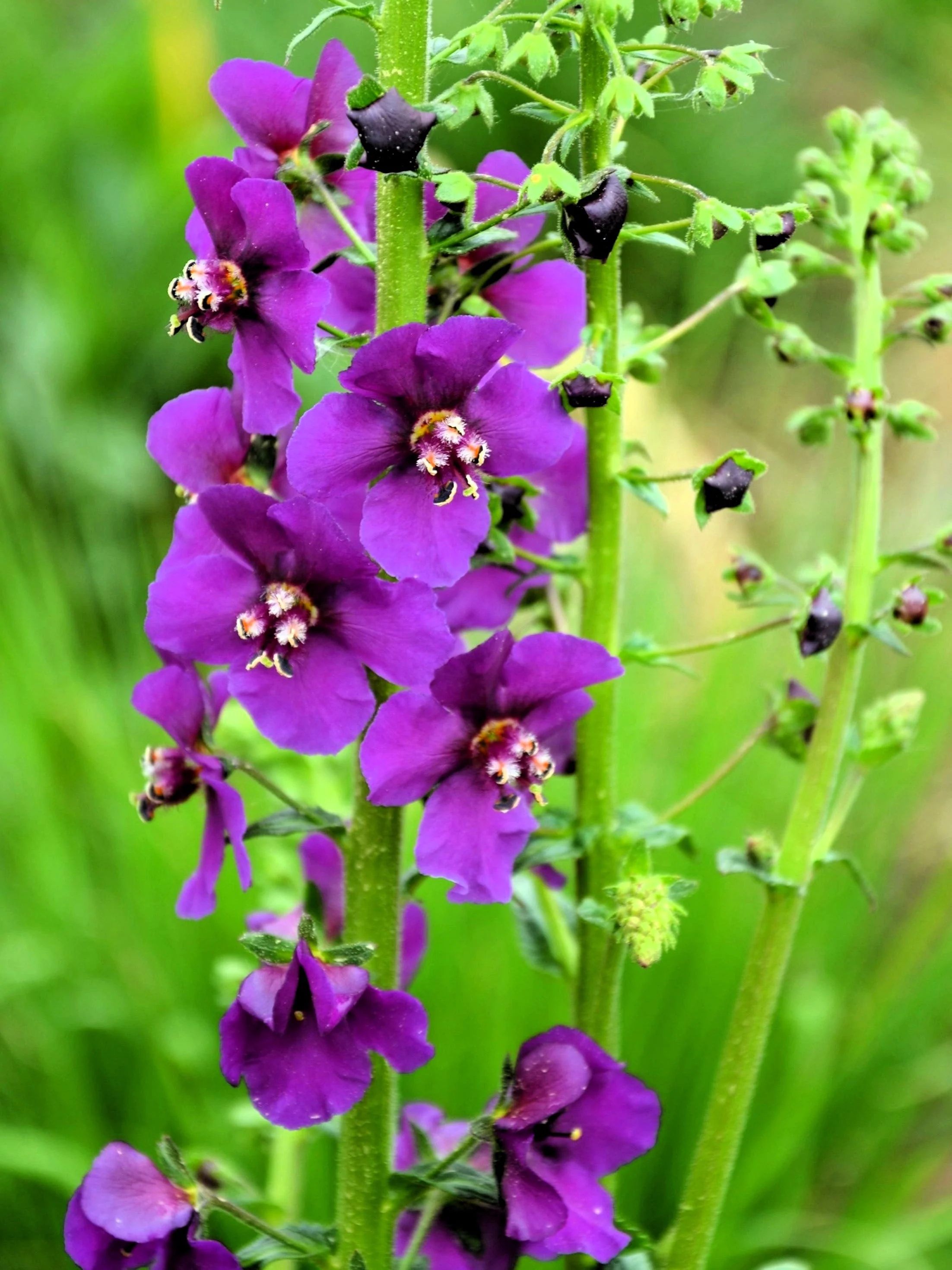 50 VIOLETTA VERBASCUM Phoeniceum Purple Mullein Nectar Flower Seeds - Image 5