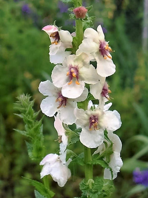 50 WEDDING CANDLES VERBASCUM Chaixii Album Mullein White Purple Flower Seeds - Image 10
