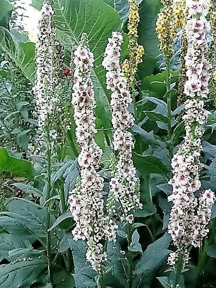 50 WEDDING CANDLES VERBASCUM Chaixii Album Mullein White Purple Flower Seeds - Image 8