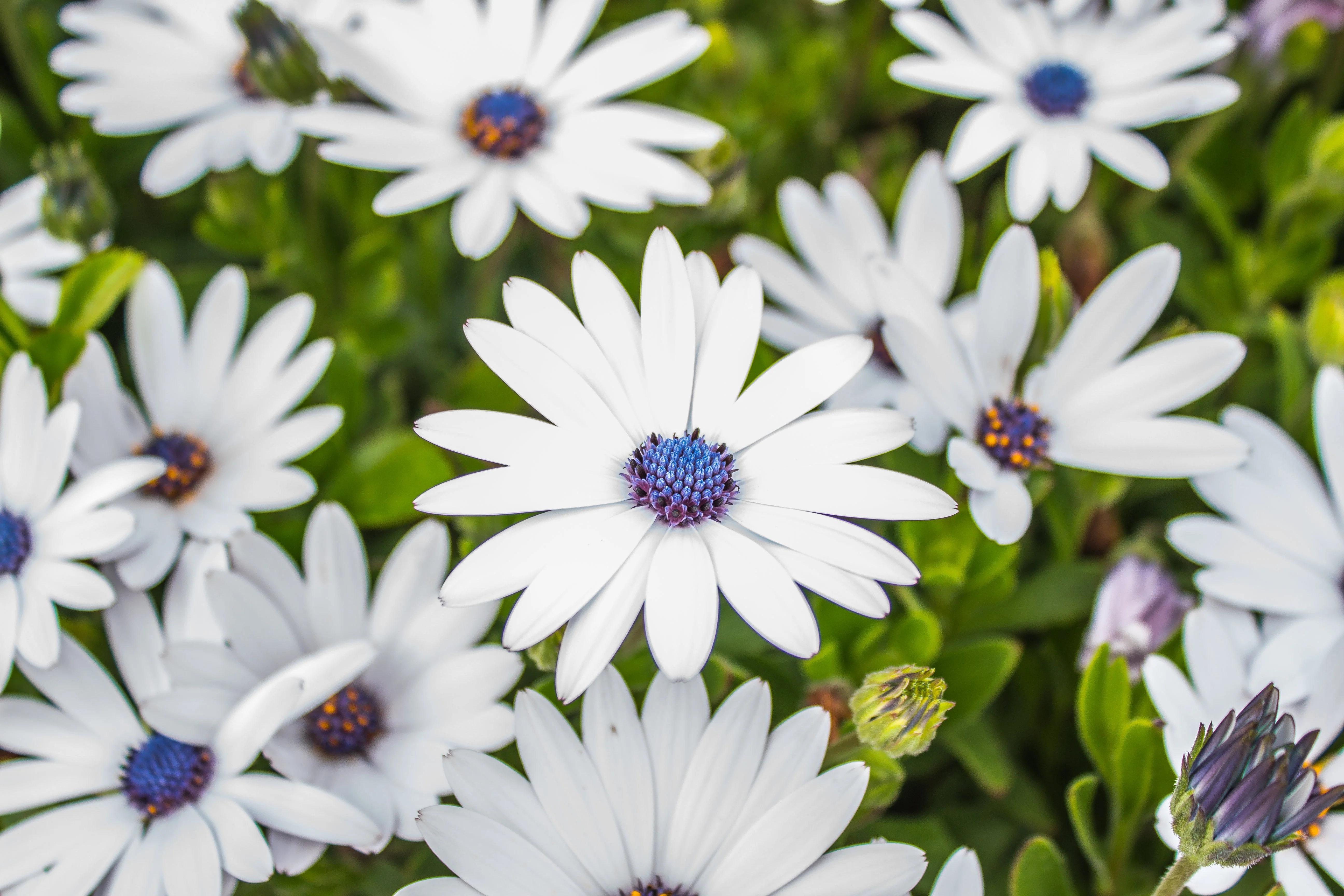 50 WHITE AFRICAN Cape DAISY Dimorphotheca Sinuata Flower Seeds - Image 6