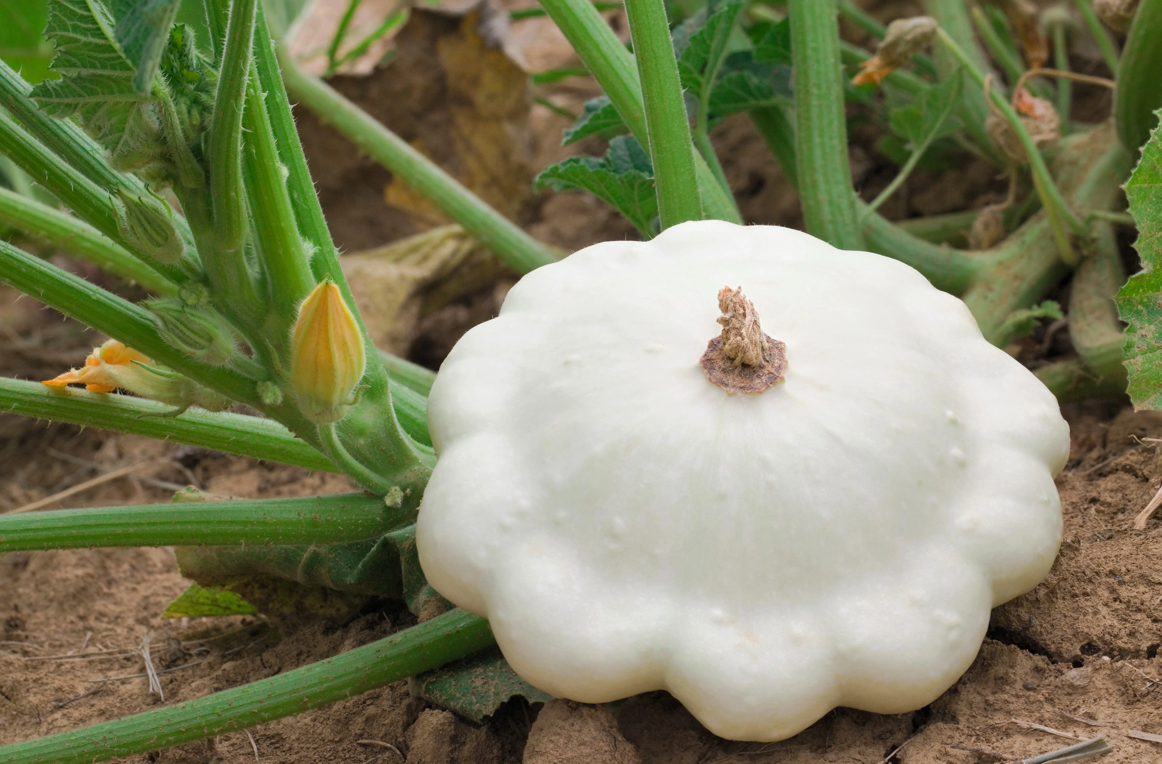 50 WHITE Bush SCALLOP SQUASH (Patty Pan / Paty Pan / Squanter Squash) Summer Cucurbita Pepo Vegetable Seeds - Image 7