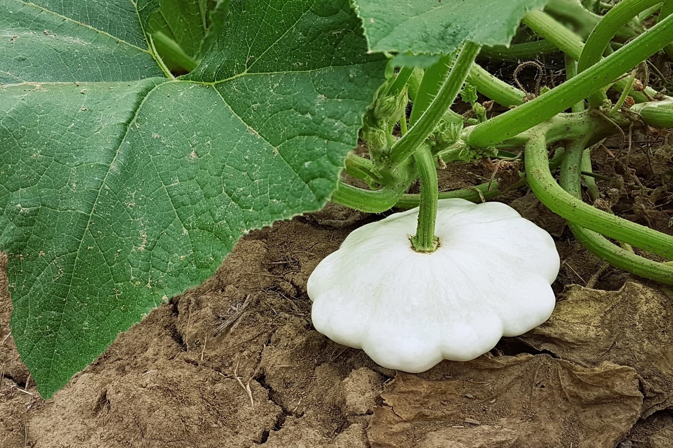 50 WHITE Bush SCALLOP SQUASH (Patty Pan / Paty Pan / Squanter Squash) Summer Cucurbita Pepo Vegetable Seeds - Image 9