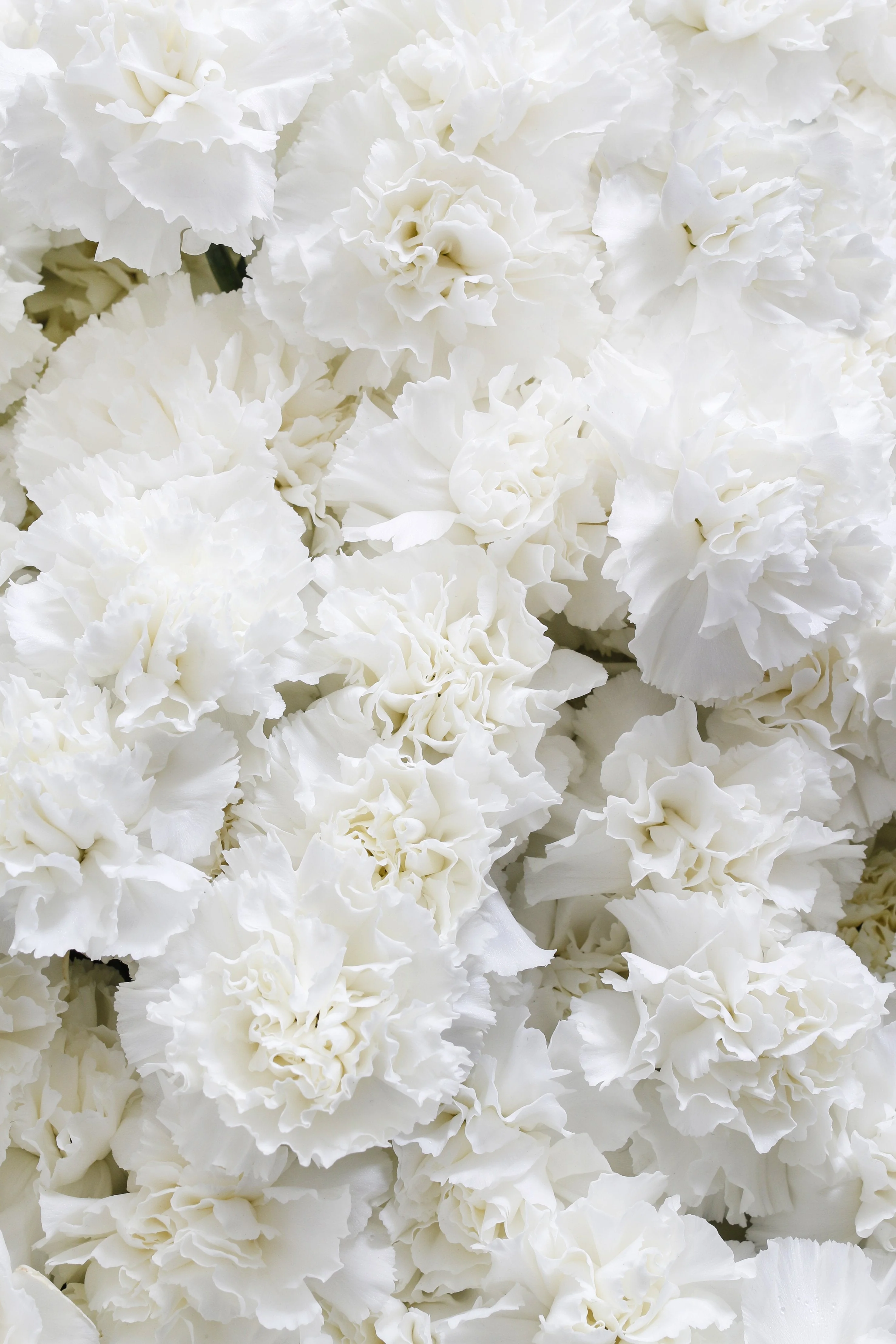 50 WHITE CARNATION Dianthus Caryophyllus Grenadin Flower Seeds - Image 13