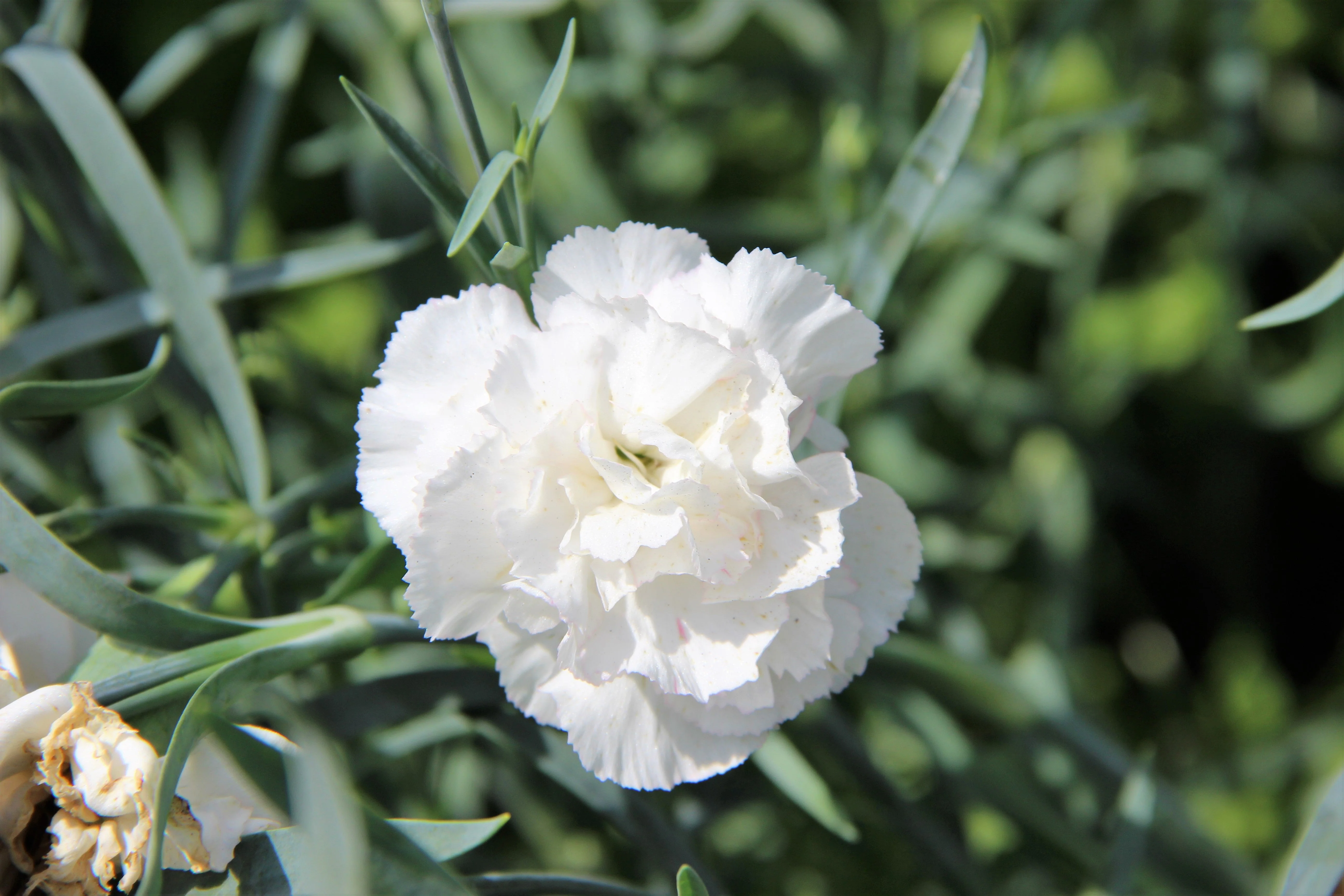 50 WHITE CARNATION Dianthus Caryophyllus Grenadin Flower Seeds - Image 5