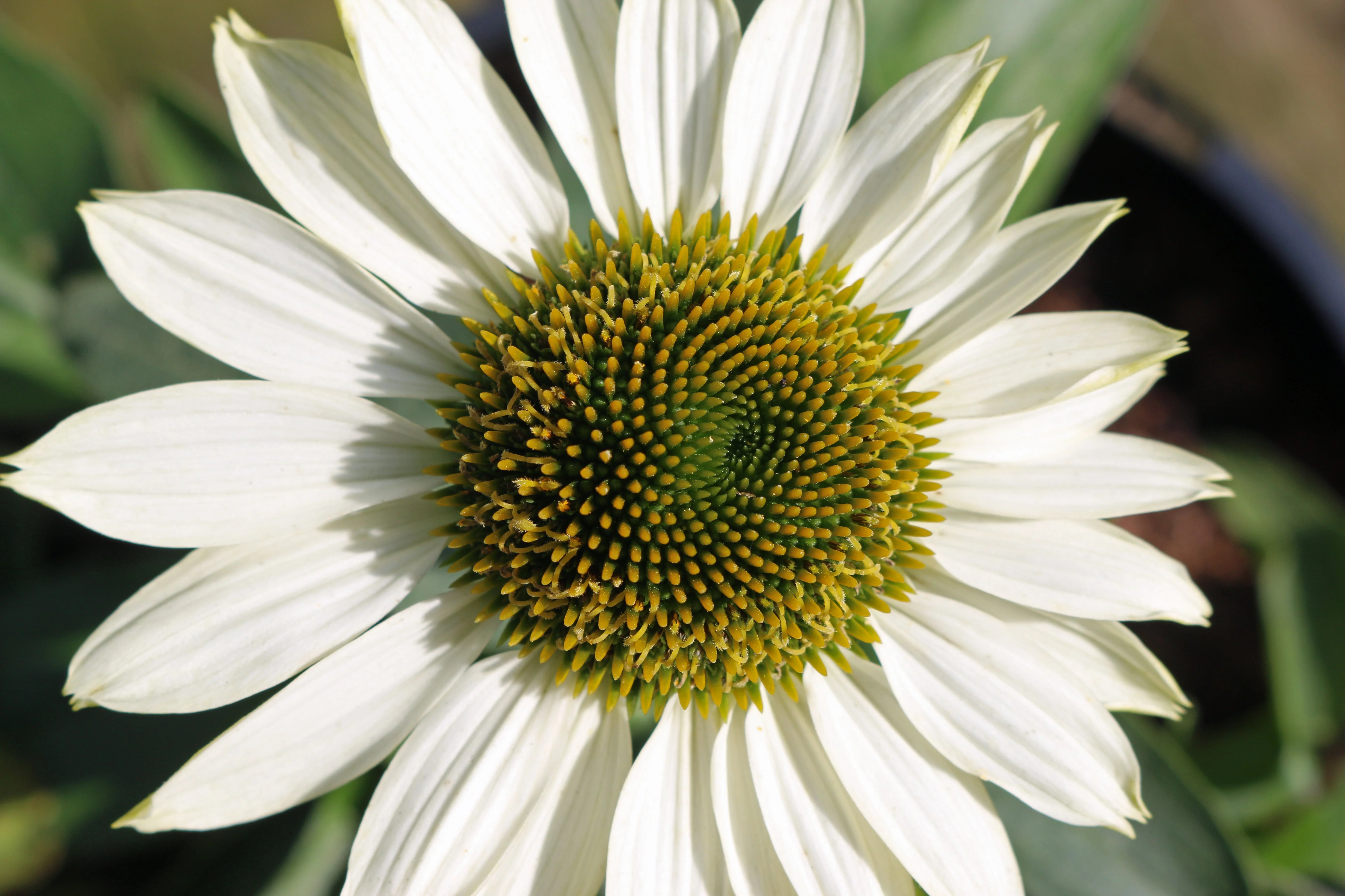 50 WHITE CONEFLOWER Echinacea Purpurea Flower Seeds - Image 3
