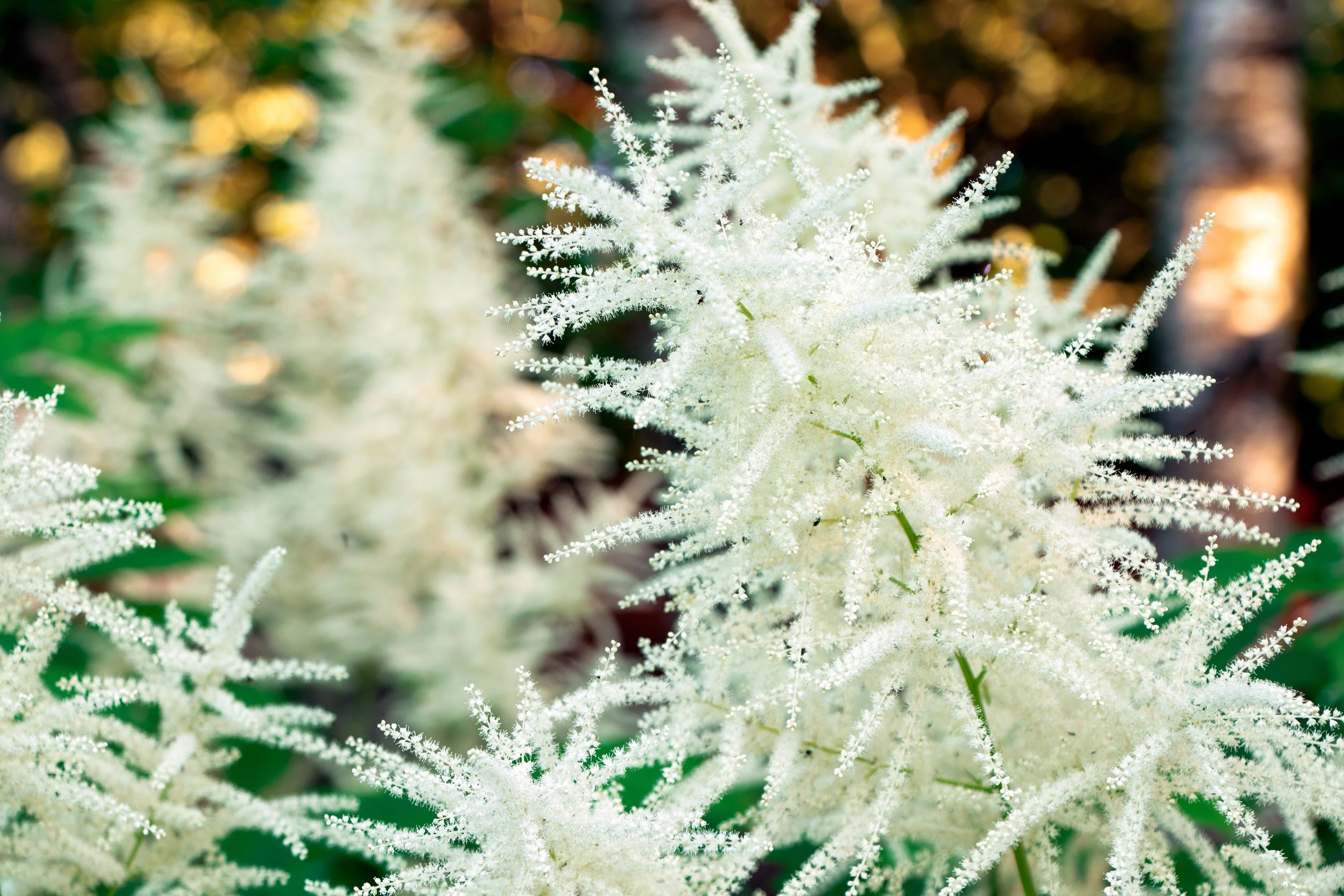50 WHITE GOATS BEARD (like Astilbe) Aruncus Dioicus Flower Seeds - Image 8