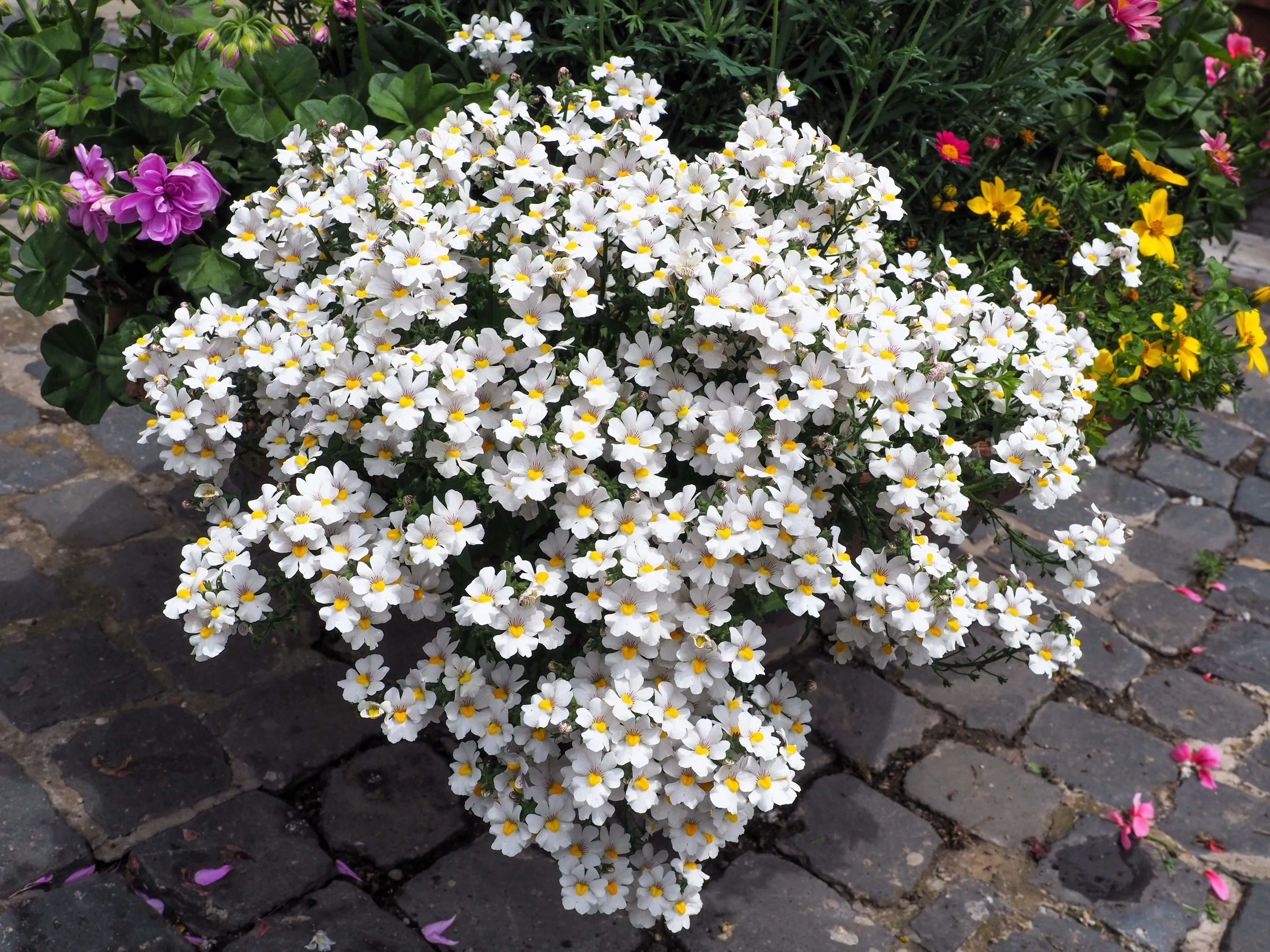 50 WHITE KNIGHT NEMESIA Strumosa Flower Seeds - Image 3