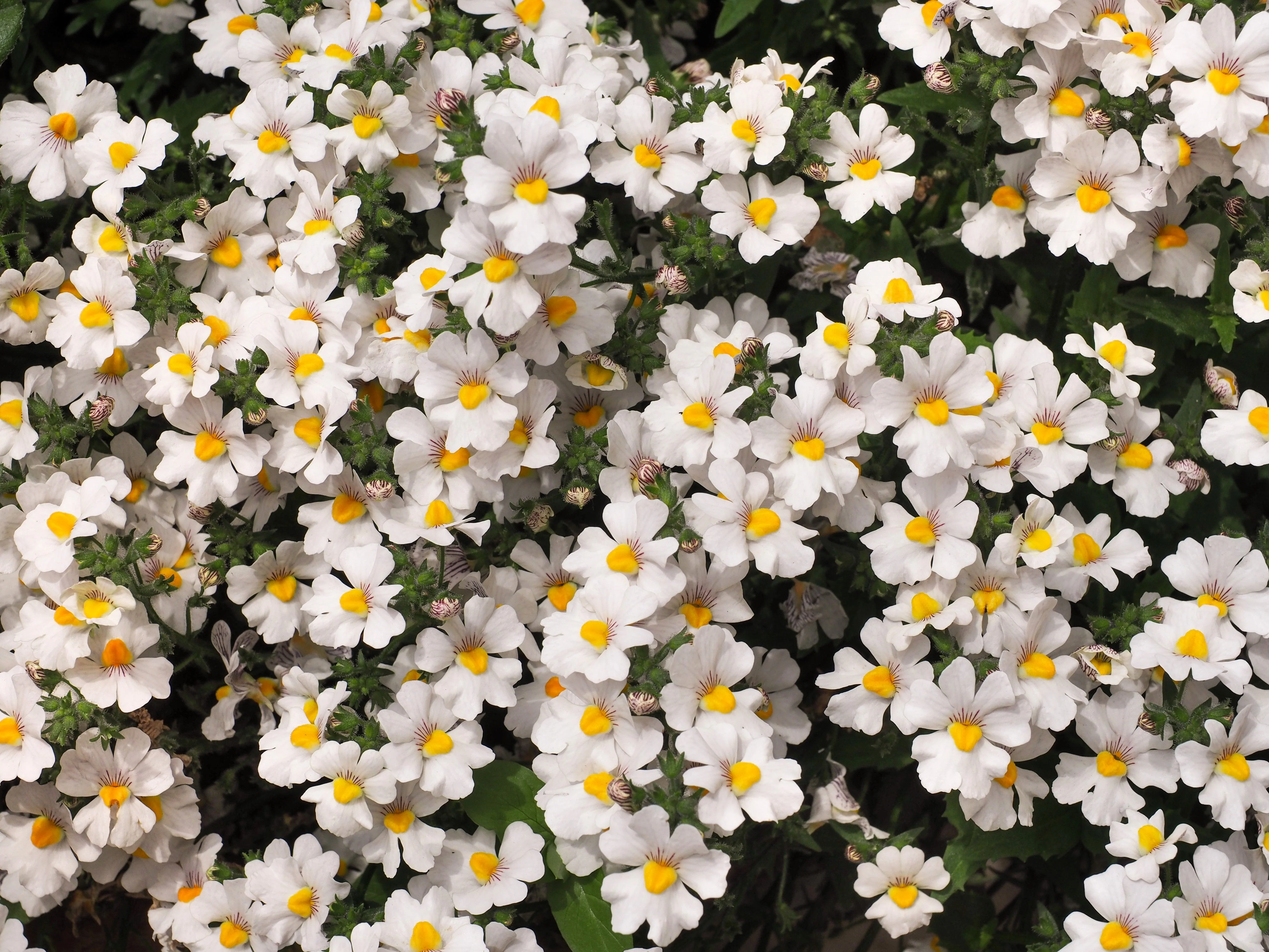 50 WHITE KNIGHT NEMESIA Strumosa Flower Seeds - Image 4