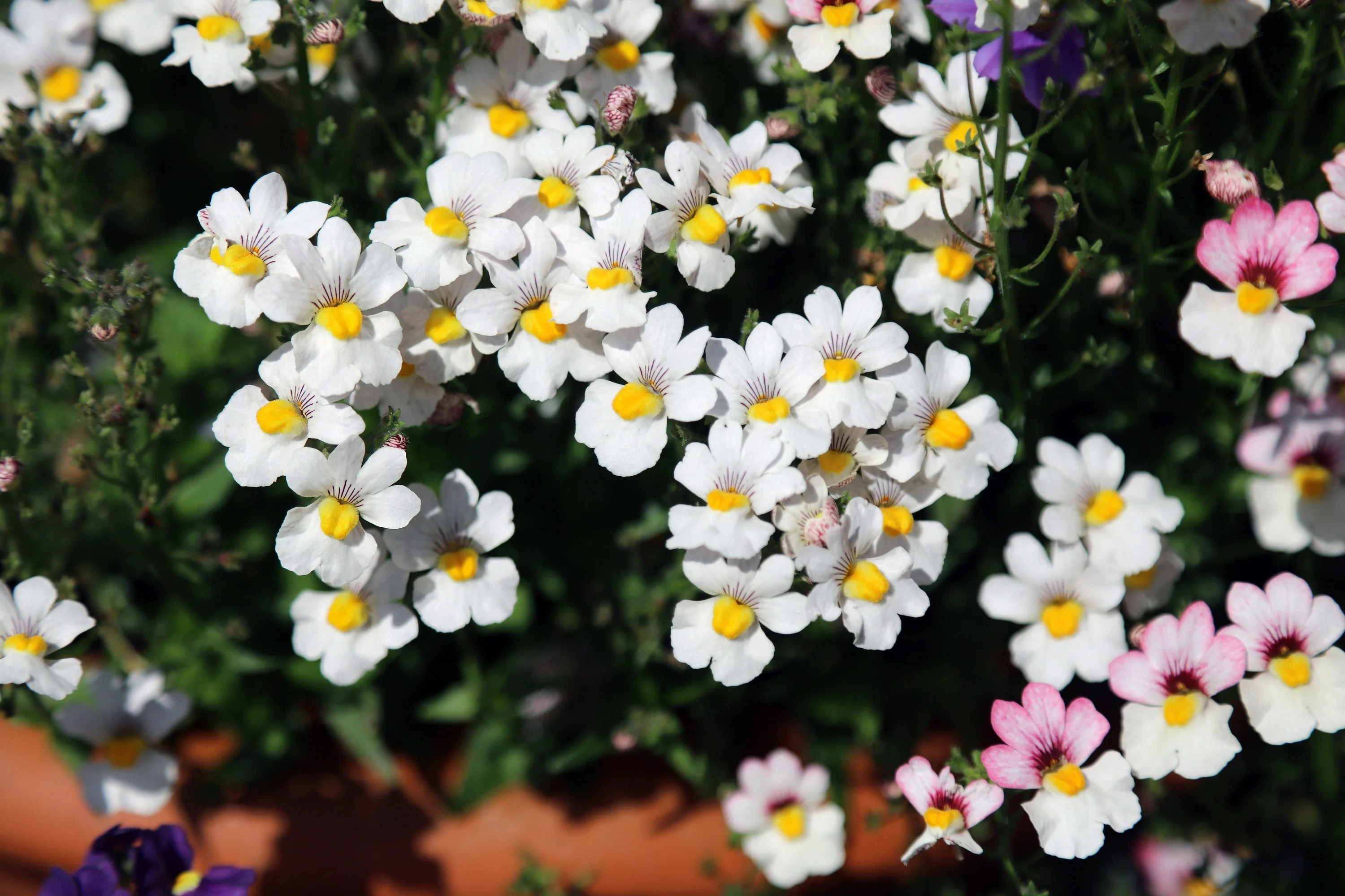 50 WHITE KNIGHT NEMESIA Strumosa Flower Seeds - Image 7