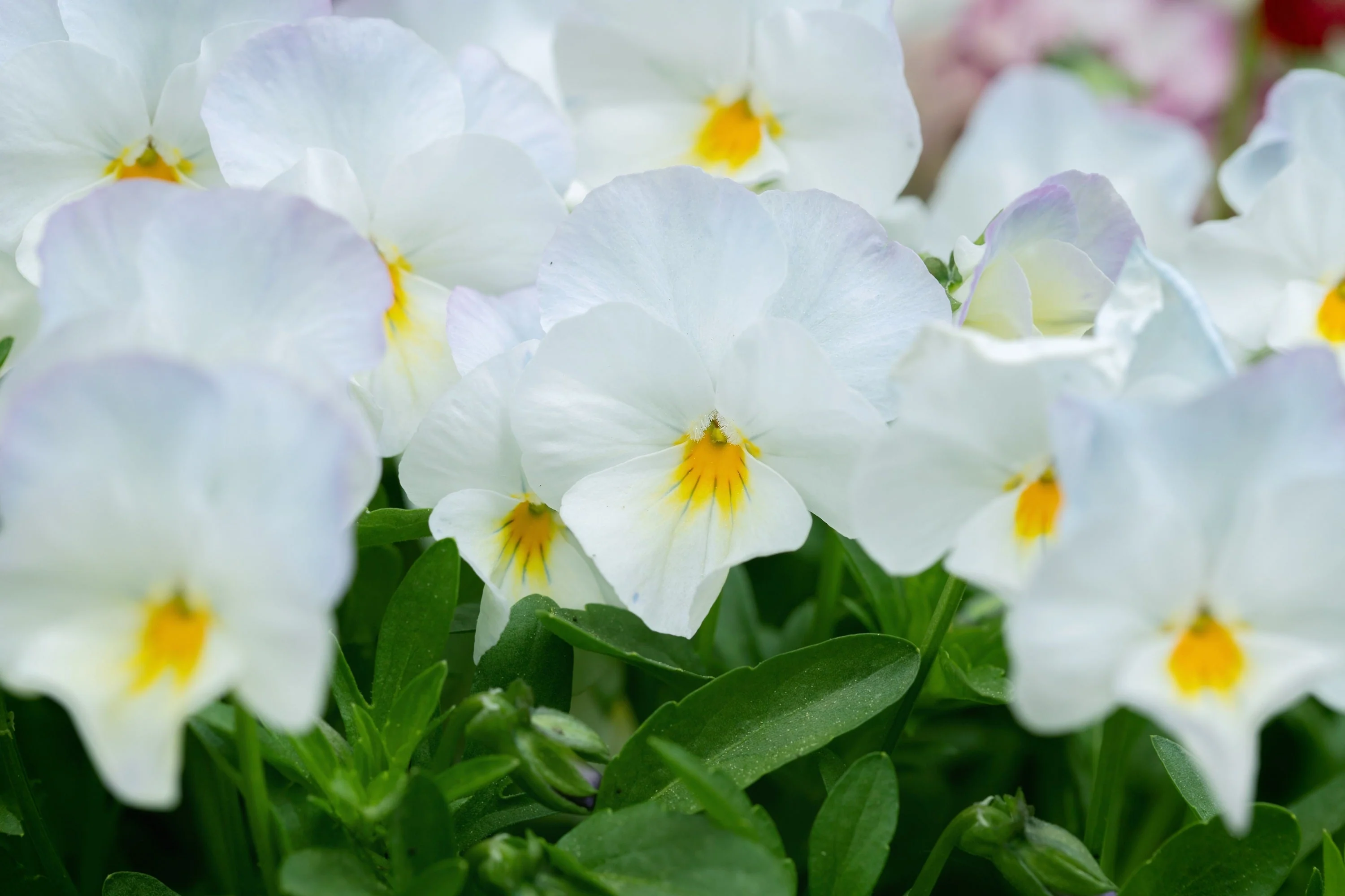 50 WHITE PANSY Clear Crystals Violet Viola Wittrockiana Flower Seeds - Image 7