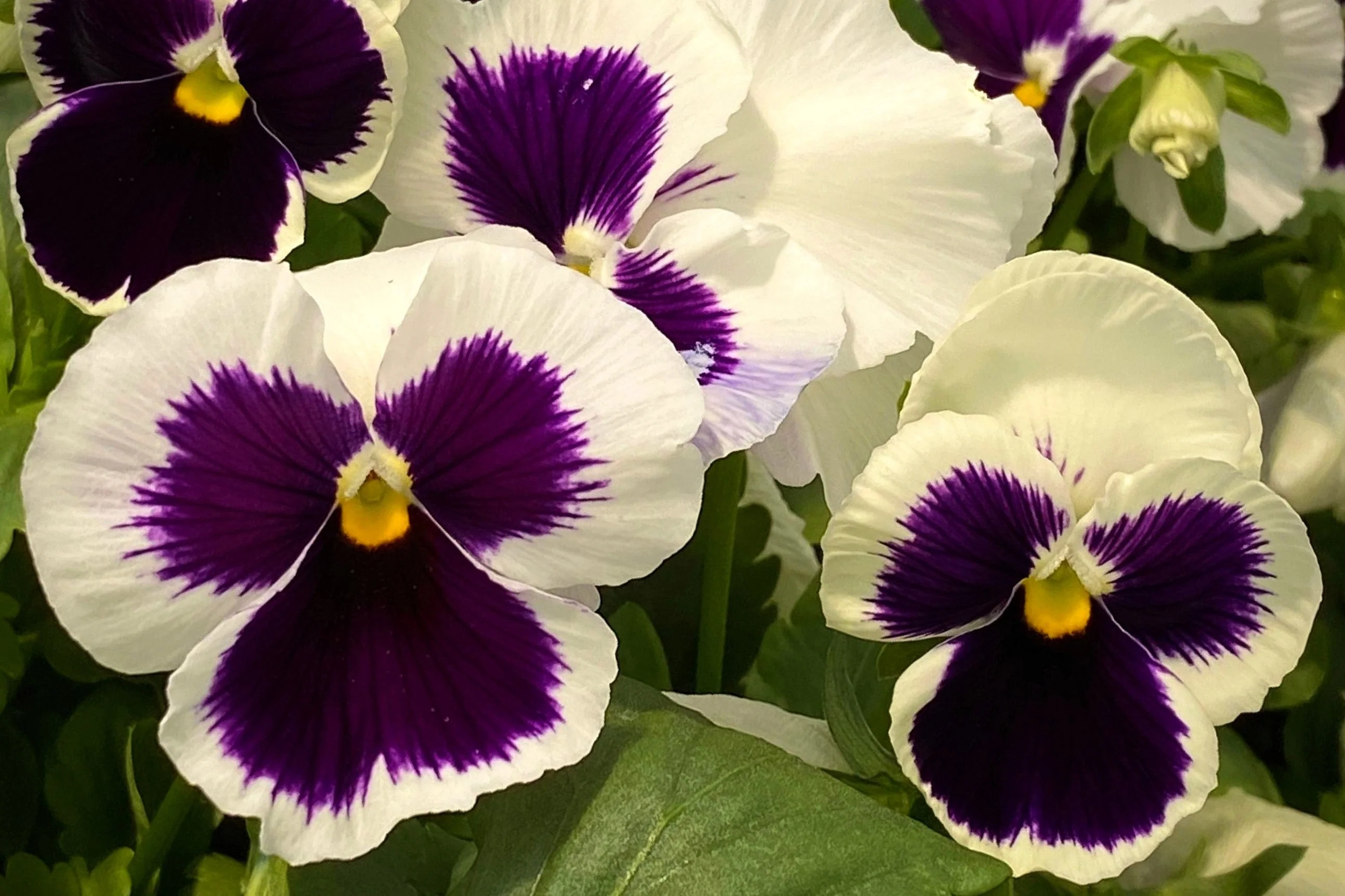 50 WHITE & PURPLE PANSY Swiss Giant Violet Viola Wittrockiana Flower Seeds - Image 5