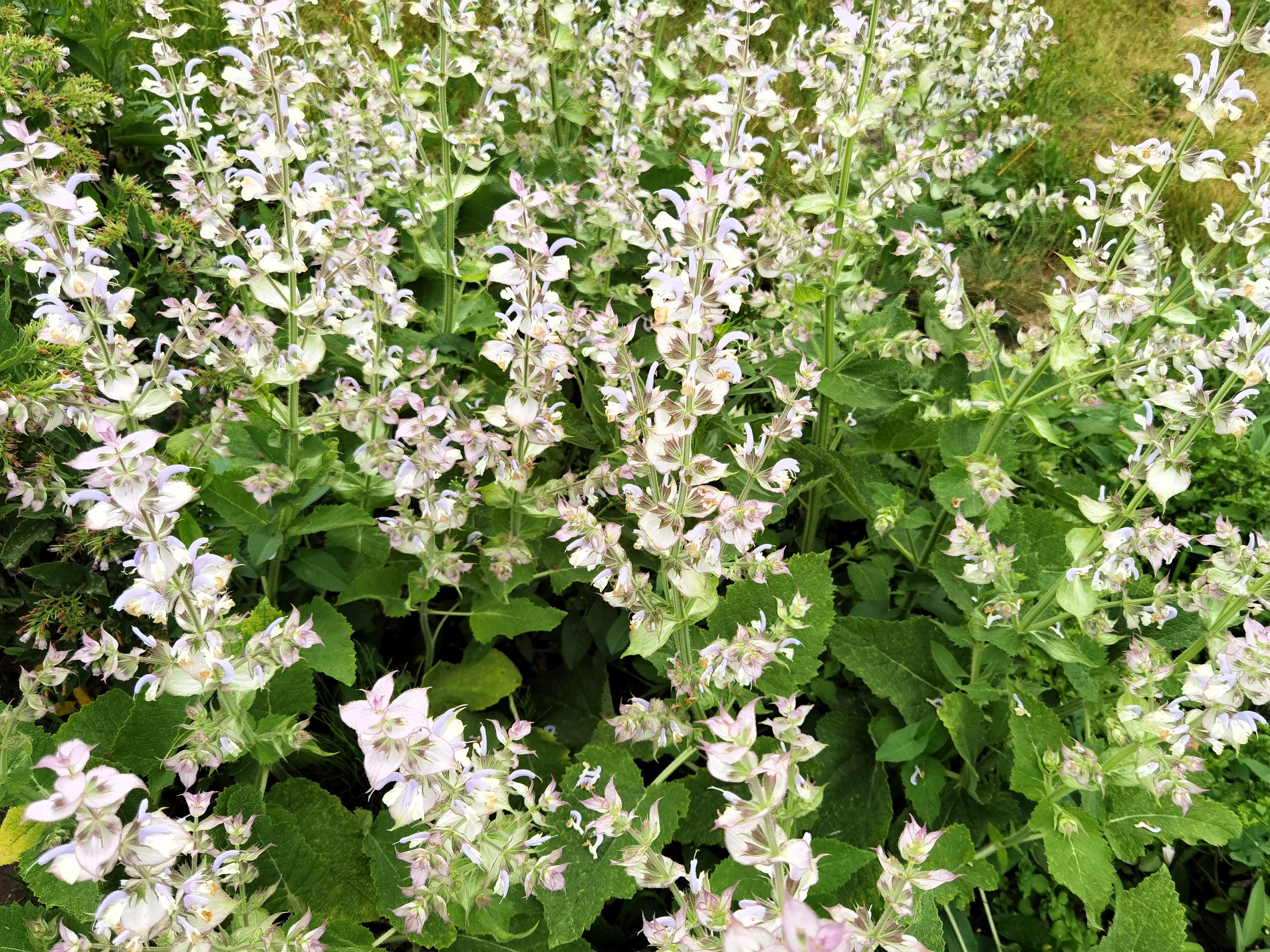 50 WHITE Swan CLARY SAGE Salvia Viridis Horminum Herb Flower Seeds - Image 6