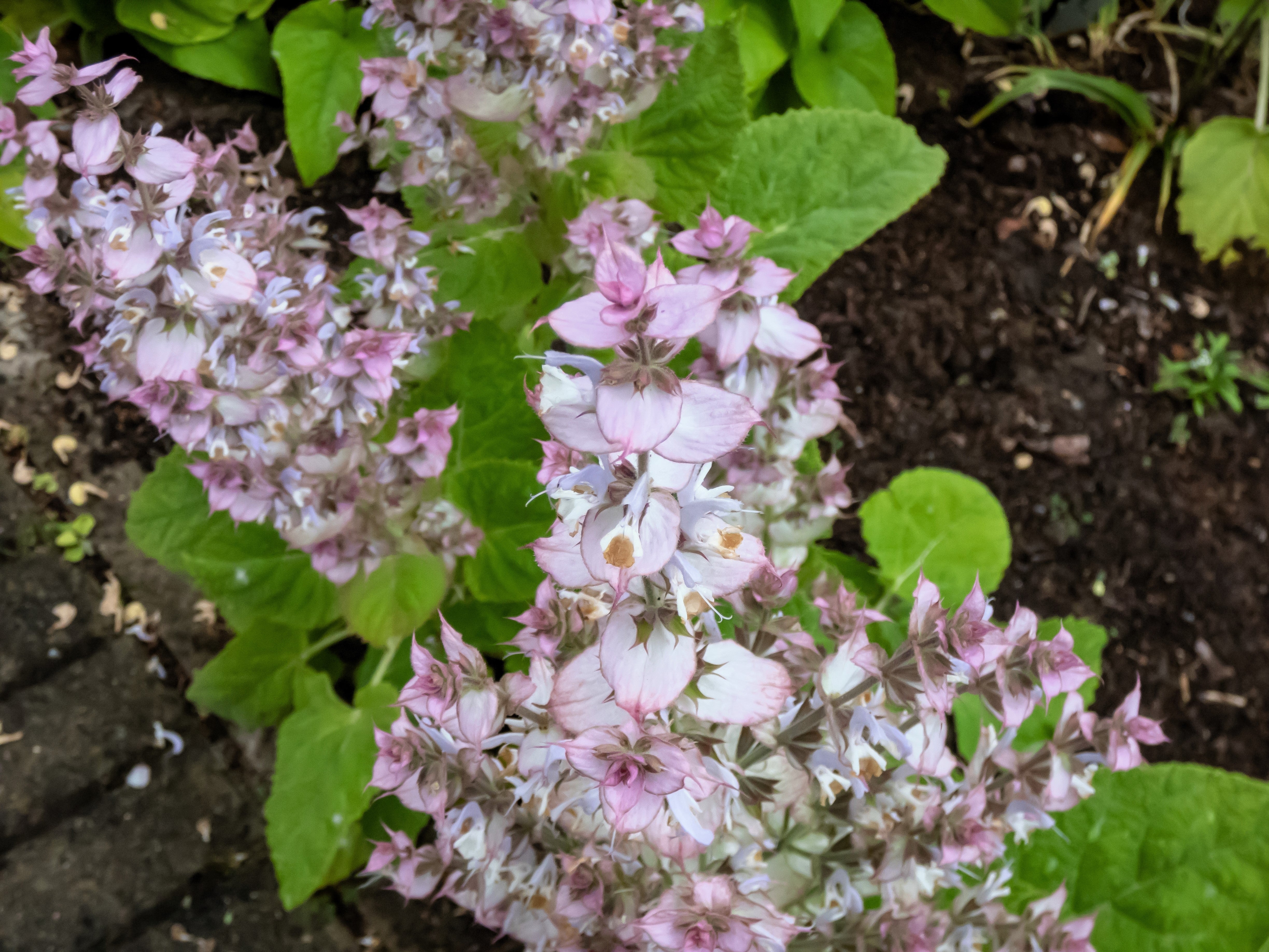 50 WHITE Swan CLARY SAGE Salvia Viridis Horminum Herb Flower Seeds - Image 7