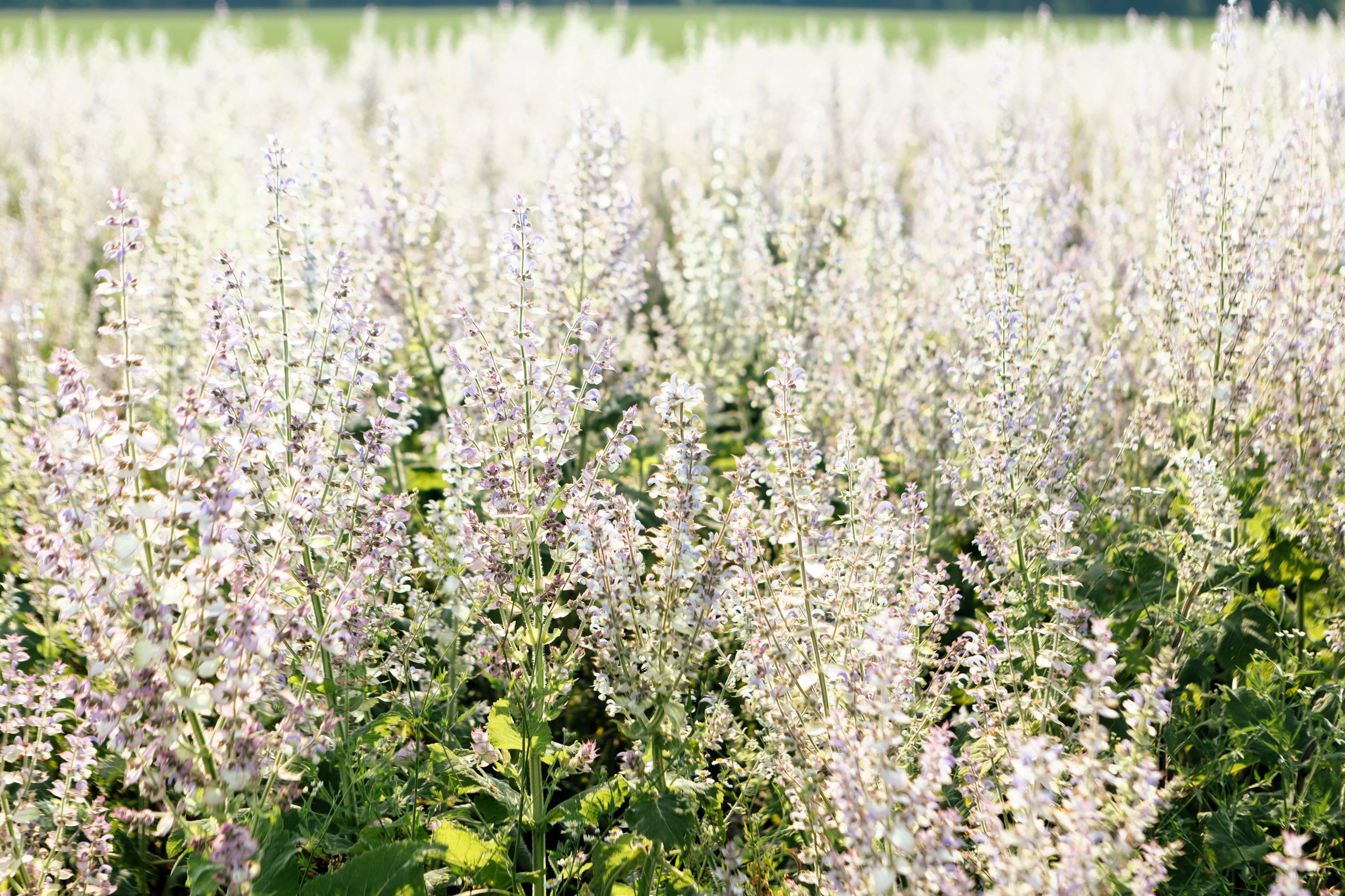 50 WHITE Swan CLARY SAGE Salvia Viridis Horminum Herb Flower Seeds - Image 9