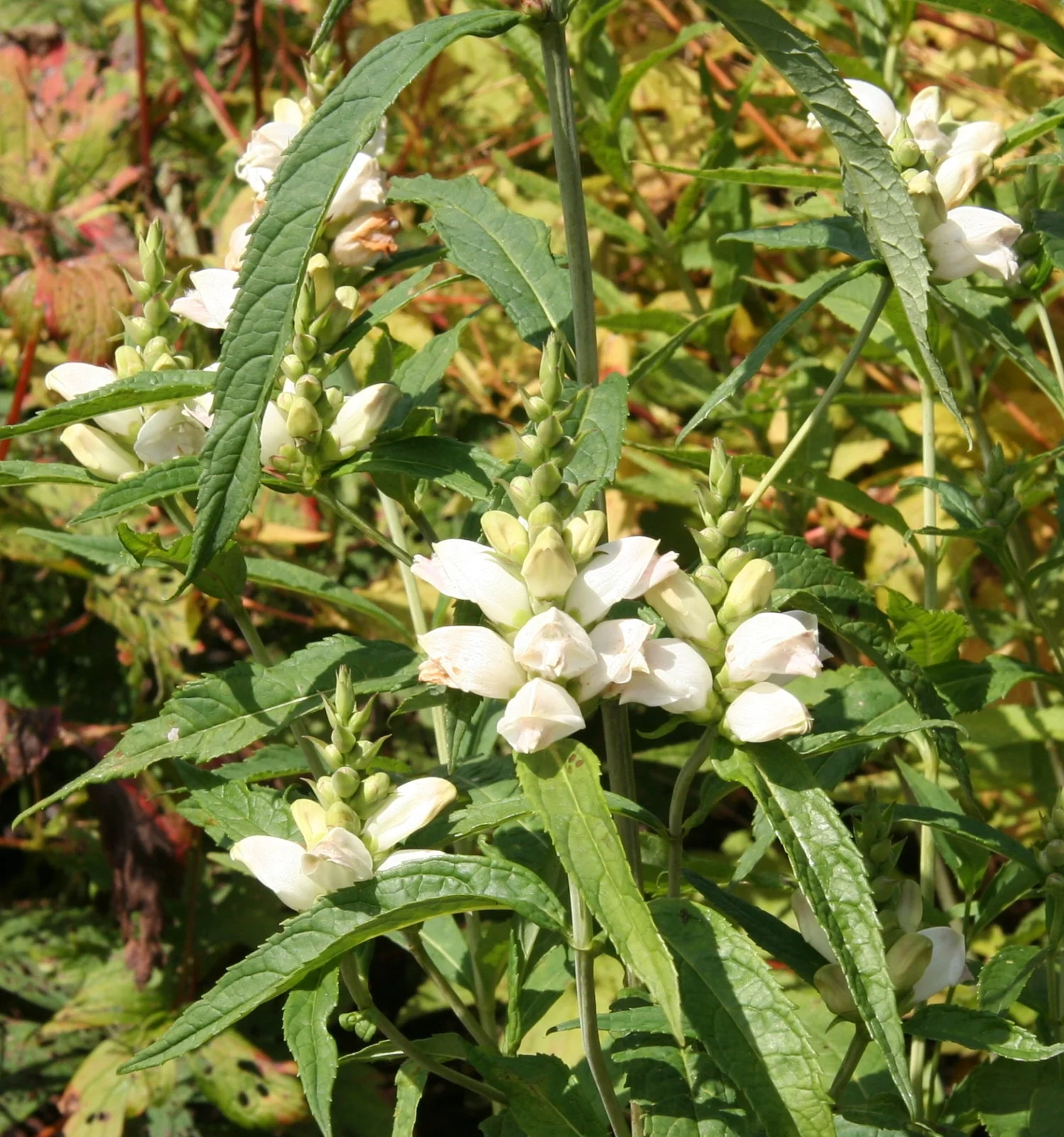 50 WHITE TURTLEHEAD Chelone Glabra Flower Seeds - Image 15