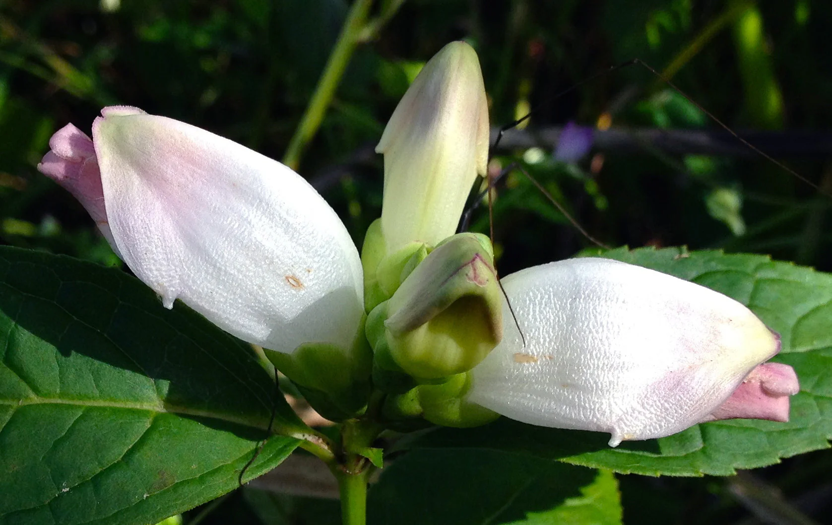 50 WHITE TURTLEHEAD Chelone Glabra Flower Seeds - Image 16