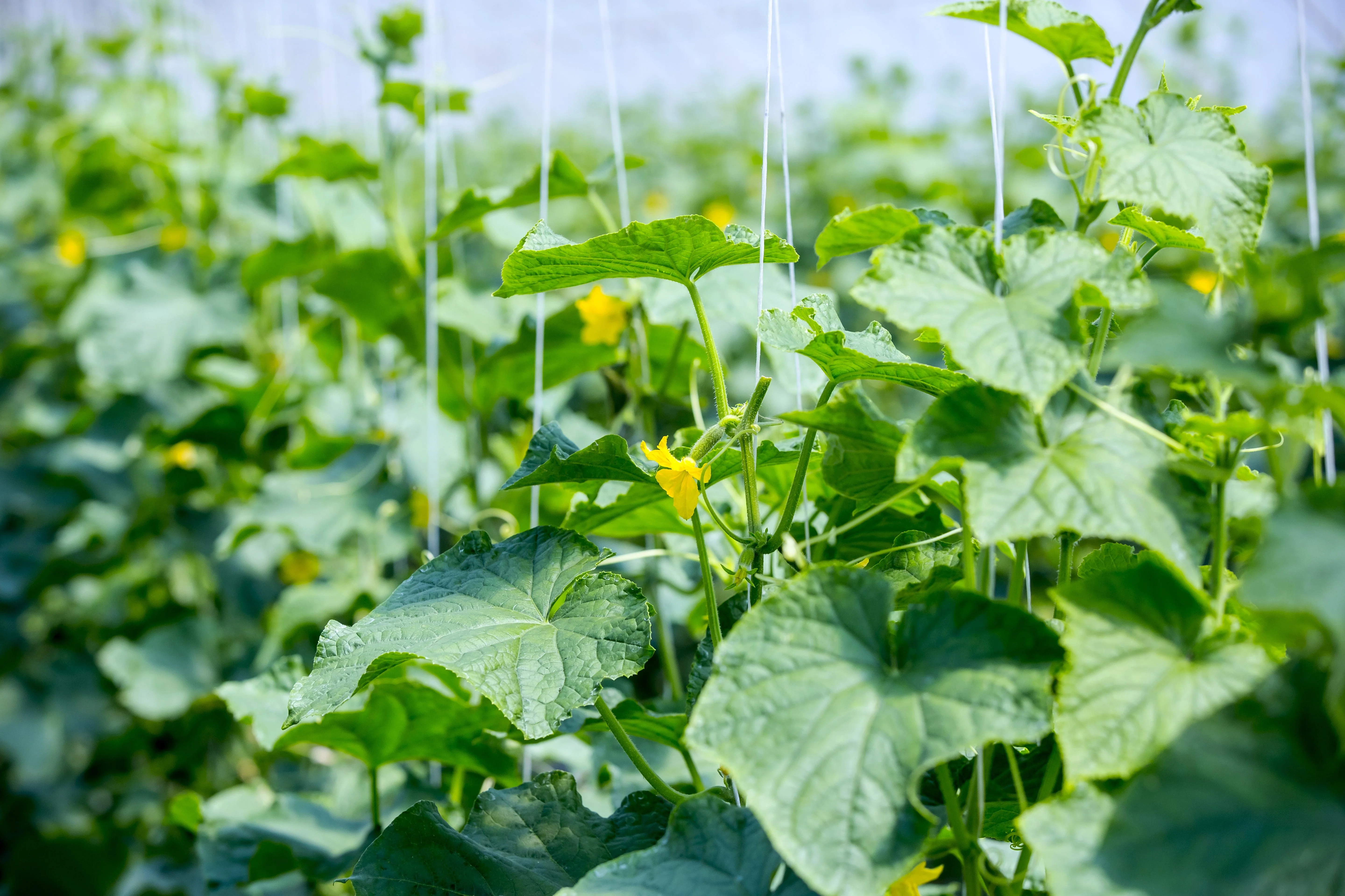 50 WHITE WONDER CUCUMBER Fruit Cucumis Sativus Seeds - Image 4