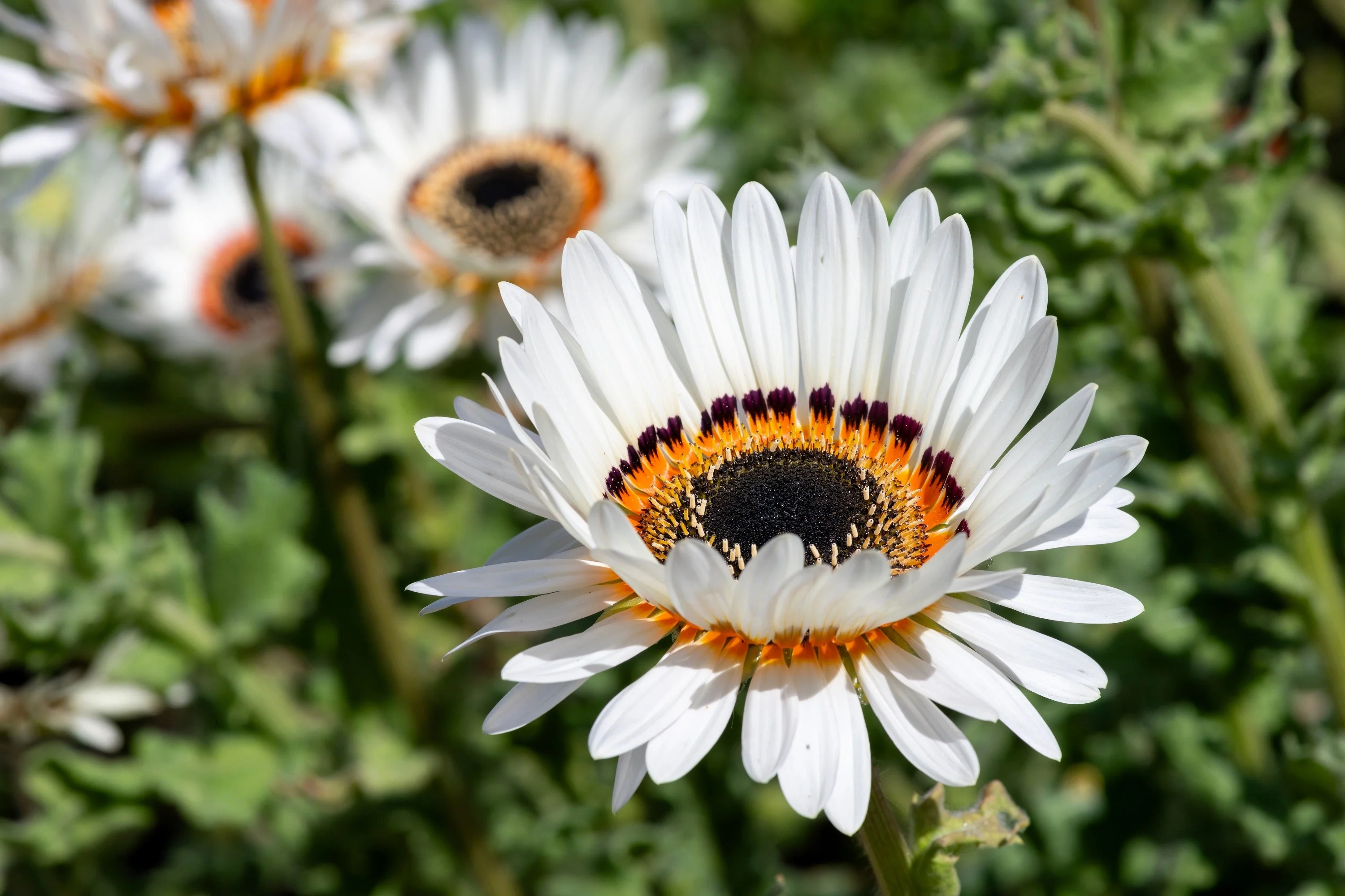 50 WHITE Zulu Prince CAPE DAISY Venidium Fastuosum Alba Flower Seeds - Image 2