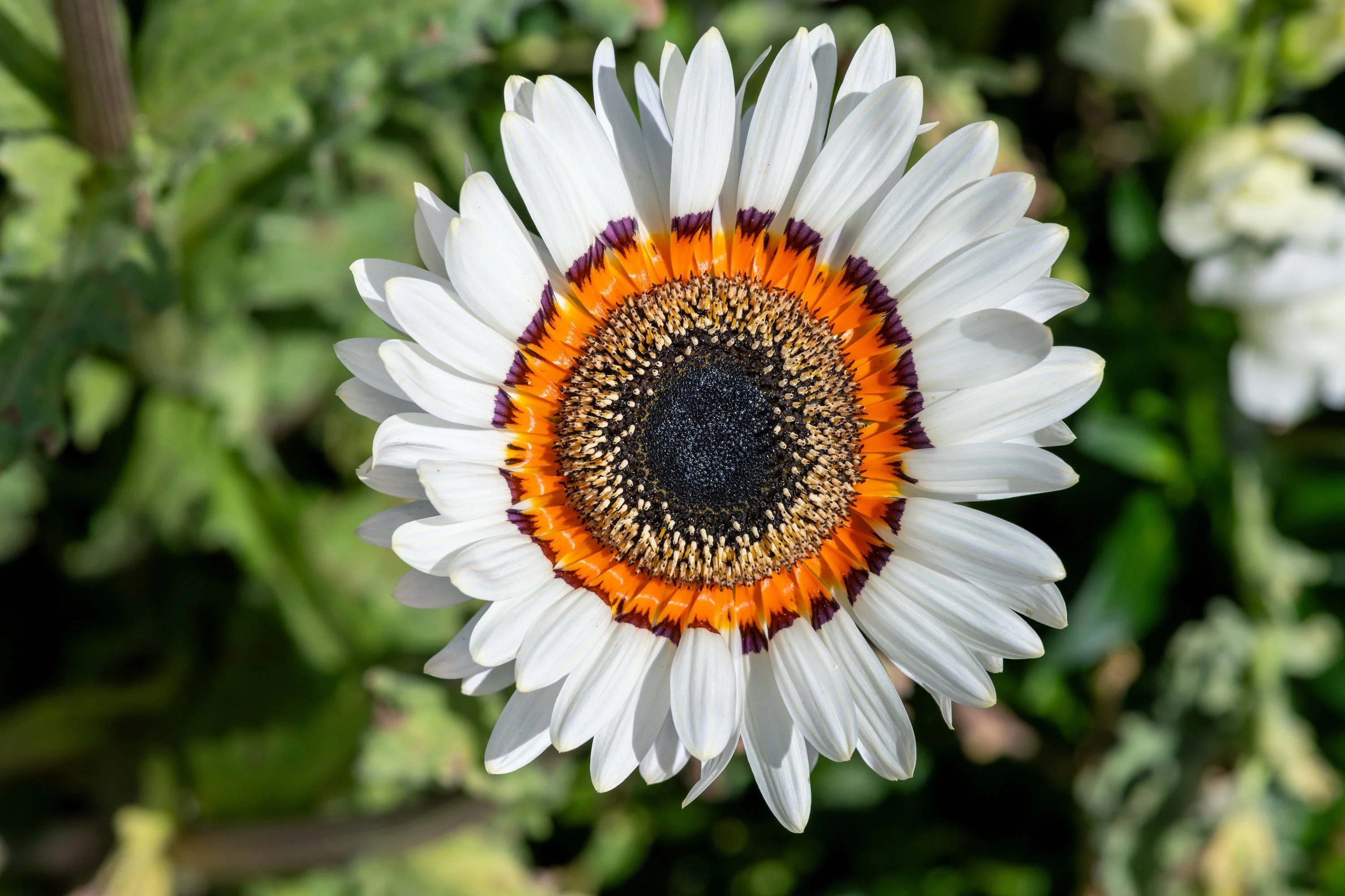 50 WHITE Zulu Prince CAPE DAISY Venidium Fastuosum Alba Flower Seeds - Image 3