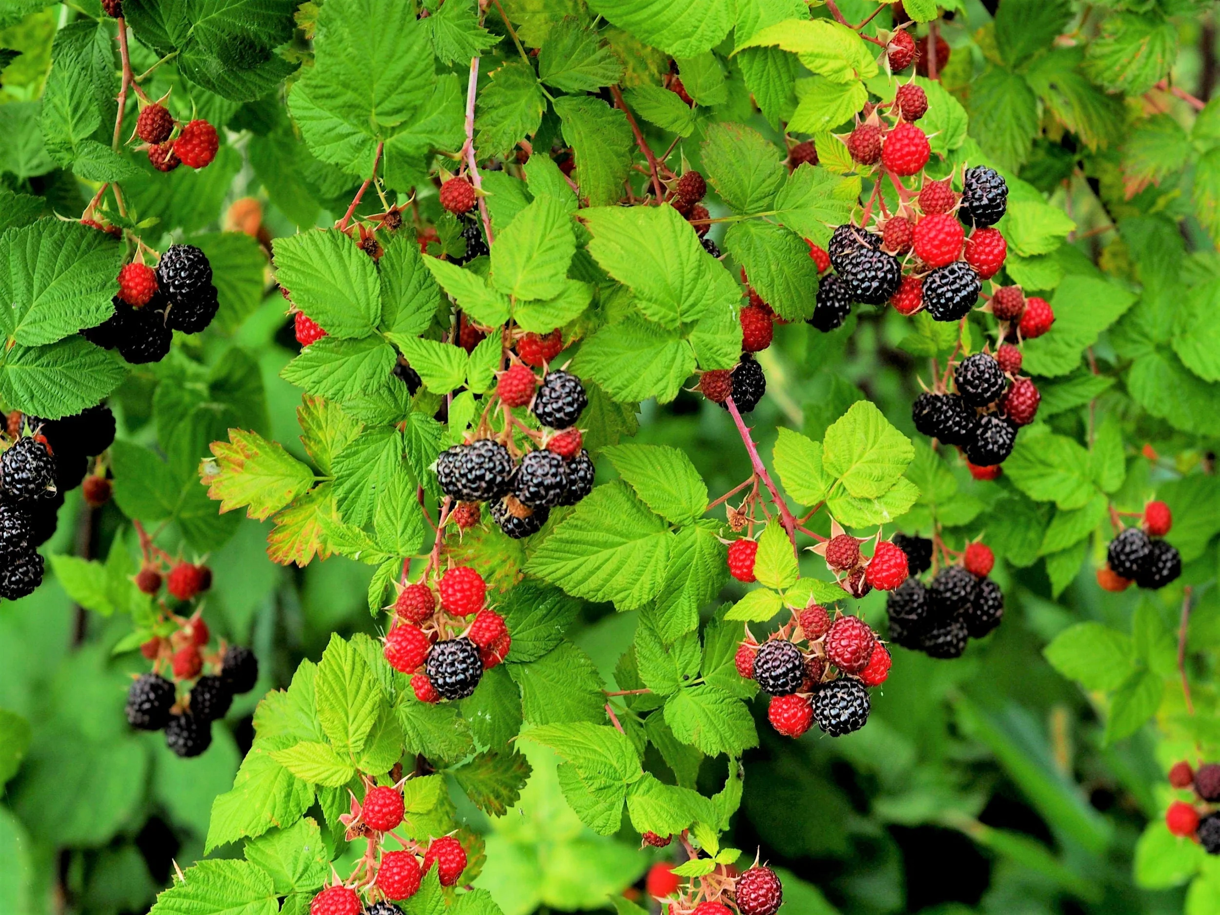 50 WHITEBARK Black RASPBERRY Western Blackcap Raspberry Rubus Leucodermis Native Fruit Berry Seeds - Image 4