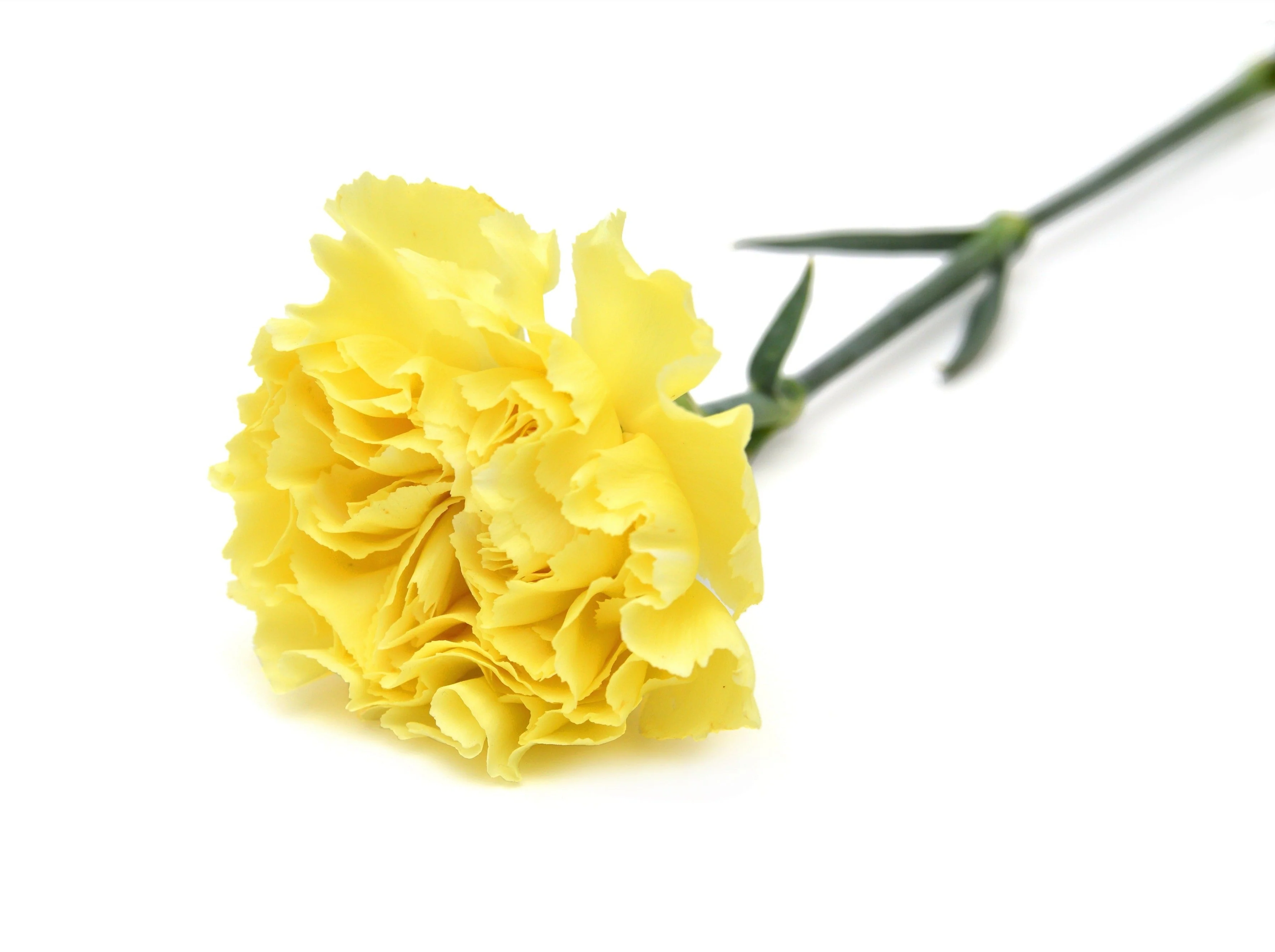 50 YELLOW CARNATION Dianthus Caryophyllus Grenadin Double Flower Seeds - Image 4