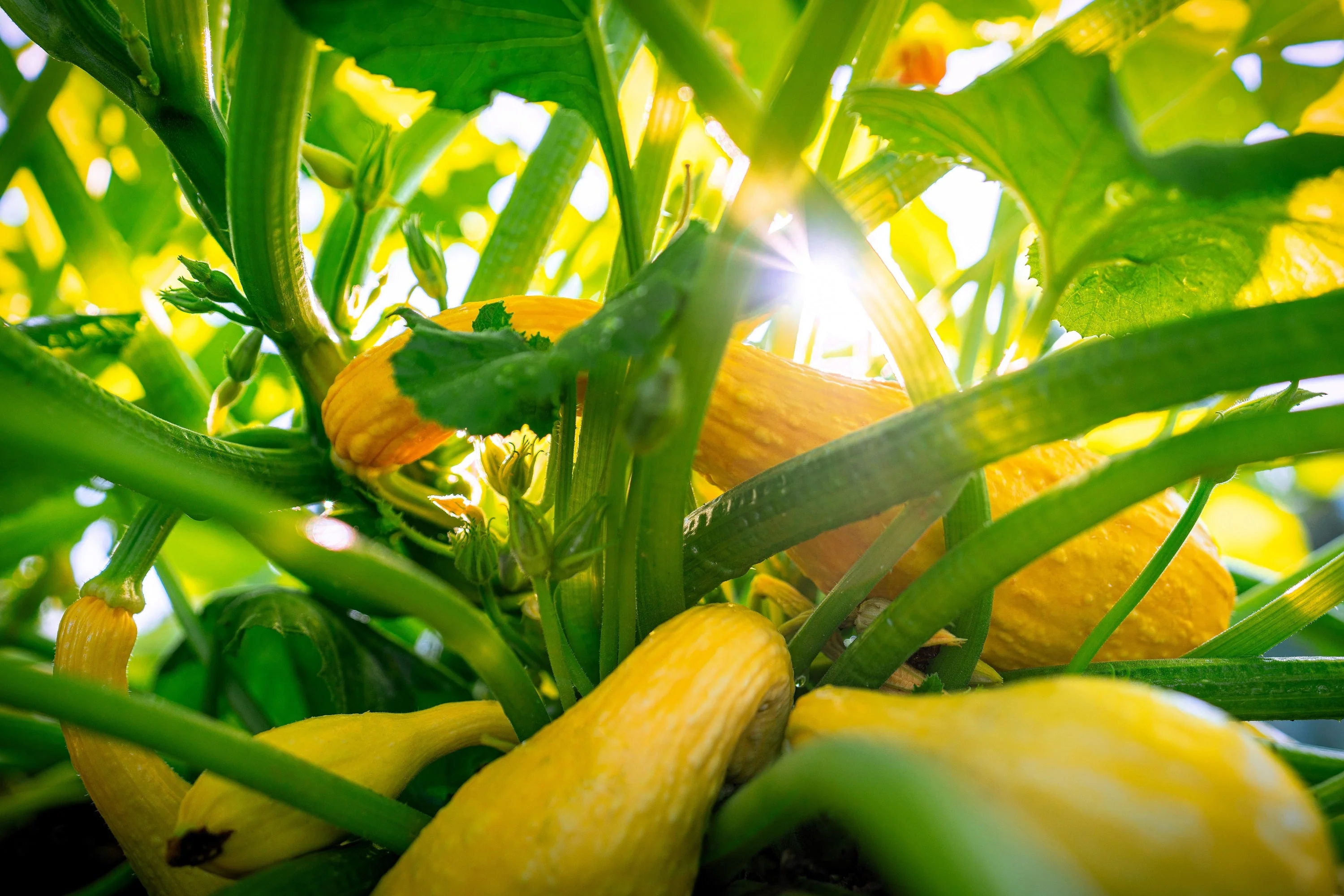 50 YELLOW CROOKNECK SQUASH Summer Cucurbita Pepo Crooked Neck Vegetable Seeds - Image 6