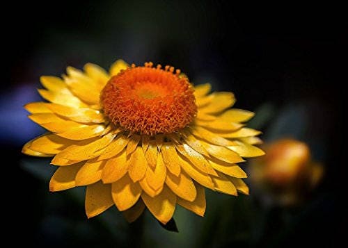 50 YELLOW DOUBLE STRAWFLOWER Helichrysum Bracteatum Flower Seeds - Image 4