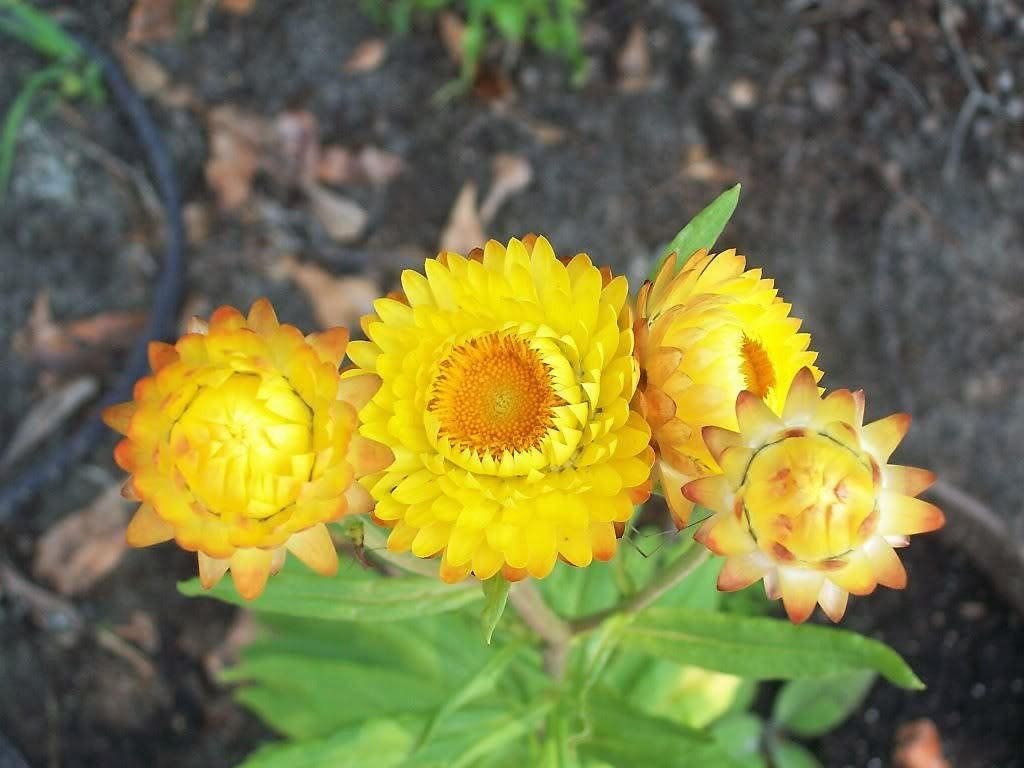 50 YELLOW DOUBLE STRAWFLOWER Helichrysum Bracteatum Flower Seeds - Image 6