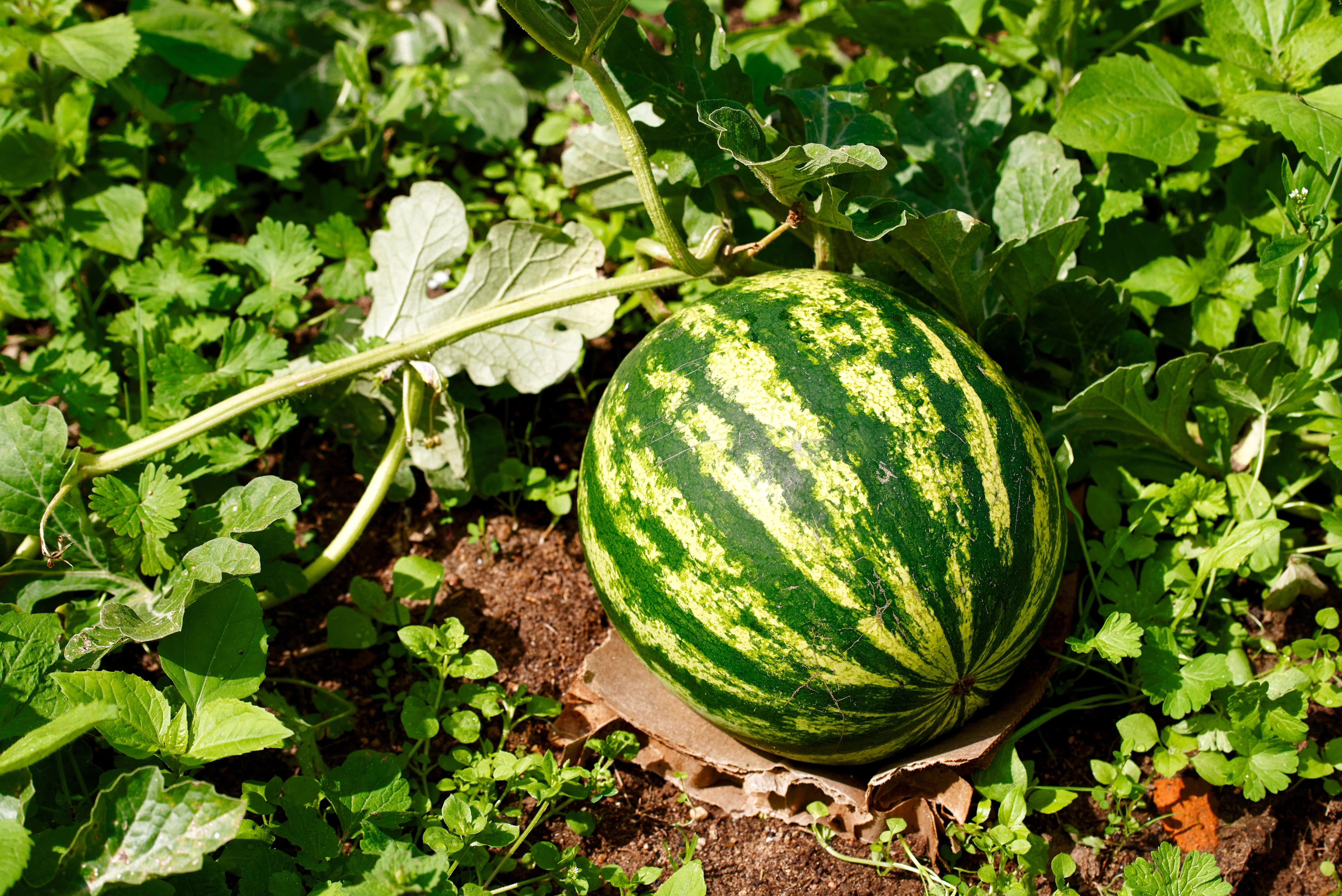 50 Yellow Flesh YELLOW CRIMSON WATERMELON Melon Fruit Vine Seeds - Image 3