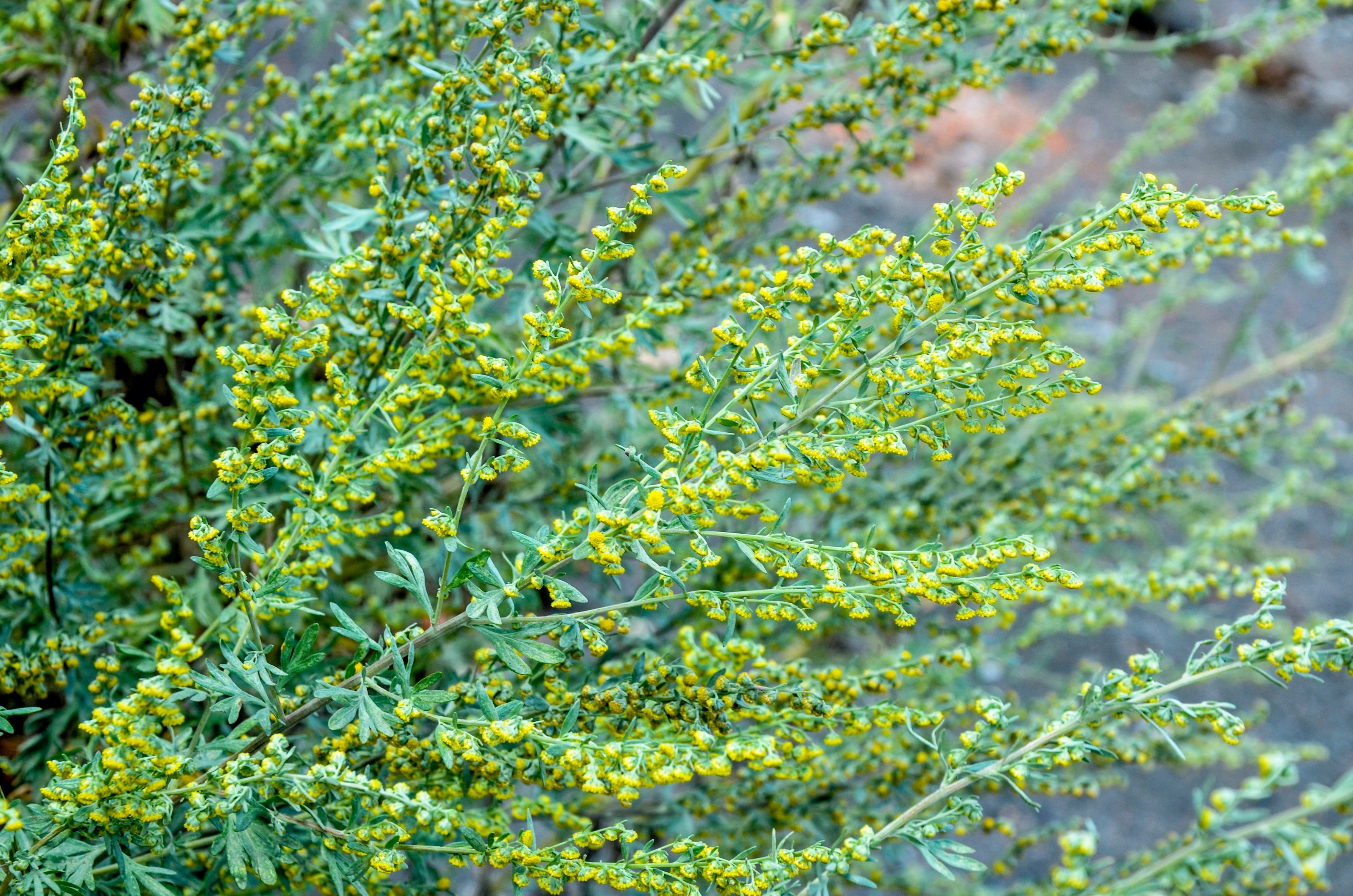500 ABSINTHE WORMWOOD Common Artemisia Absinthium Green Ginger Herb Flower Seeds - Image 9