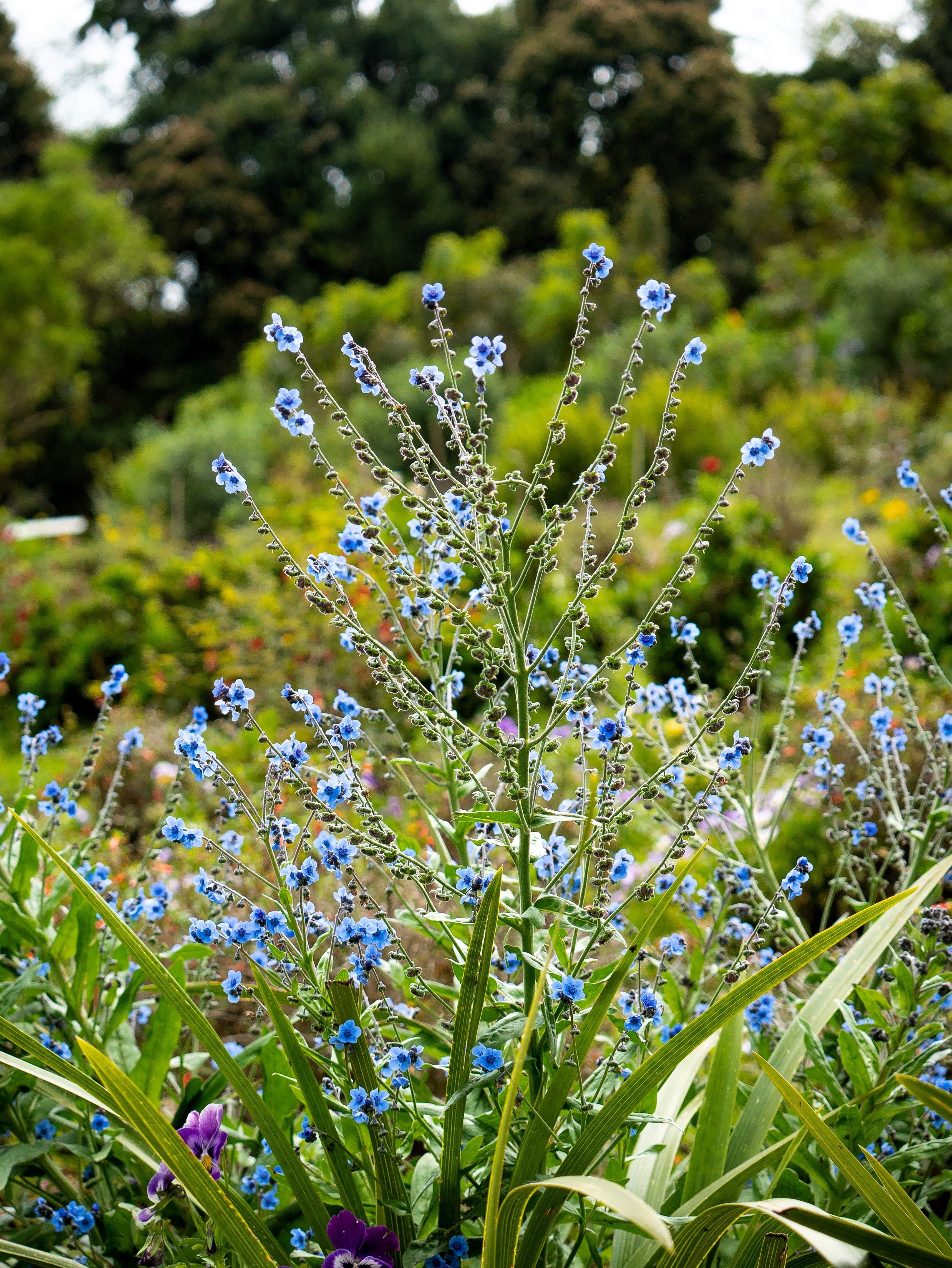 500 Blue Chinese FORGET ME NOT (Hounds Tongue) Cynoglossum Amabile Flower Seeds - Image 9