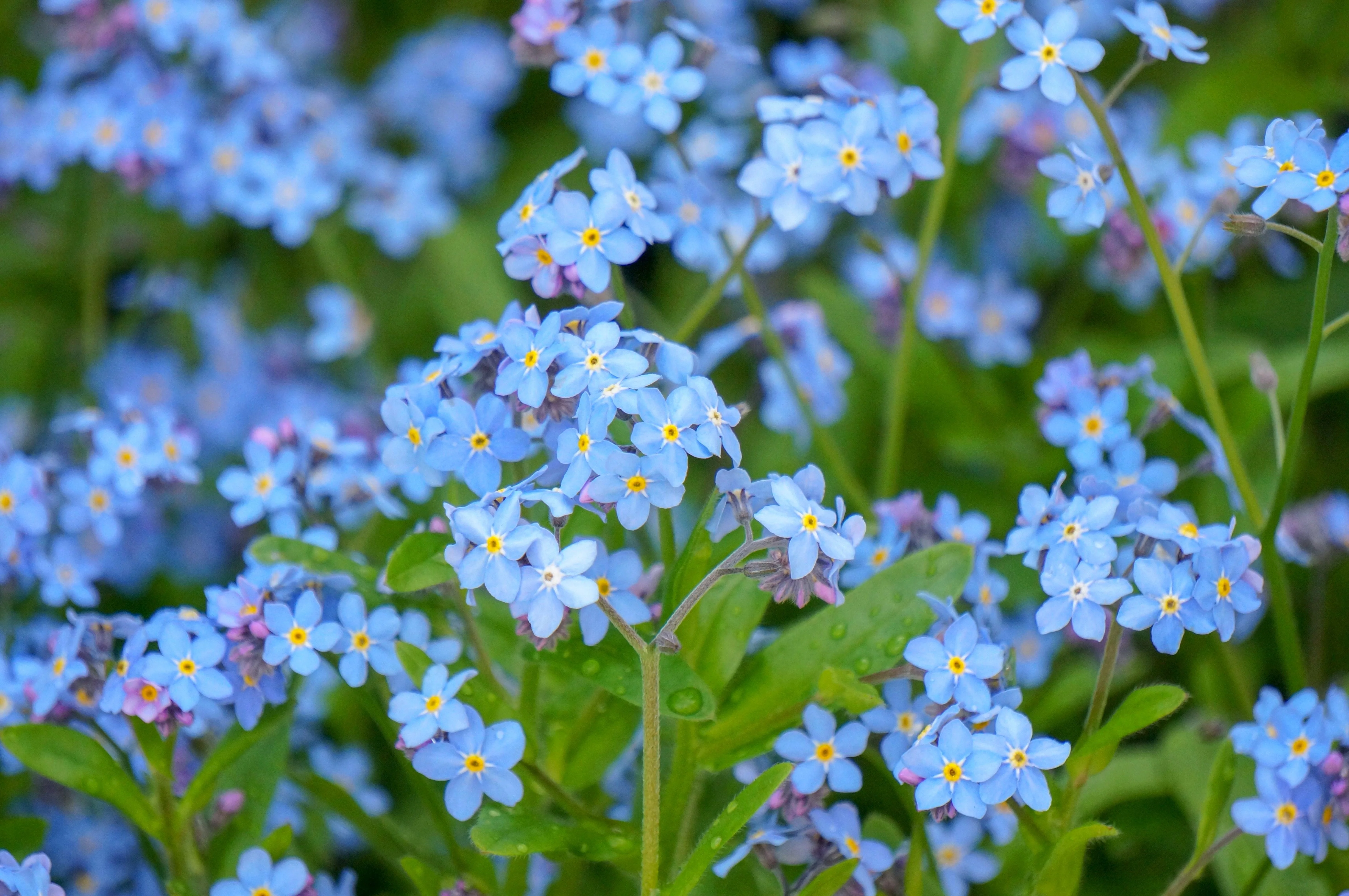 500 Blue FORGET ME NOT Myosotis Sylvatica Shade or Sun Perennial Flower Seeds - Image 3