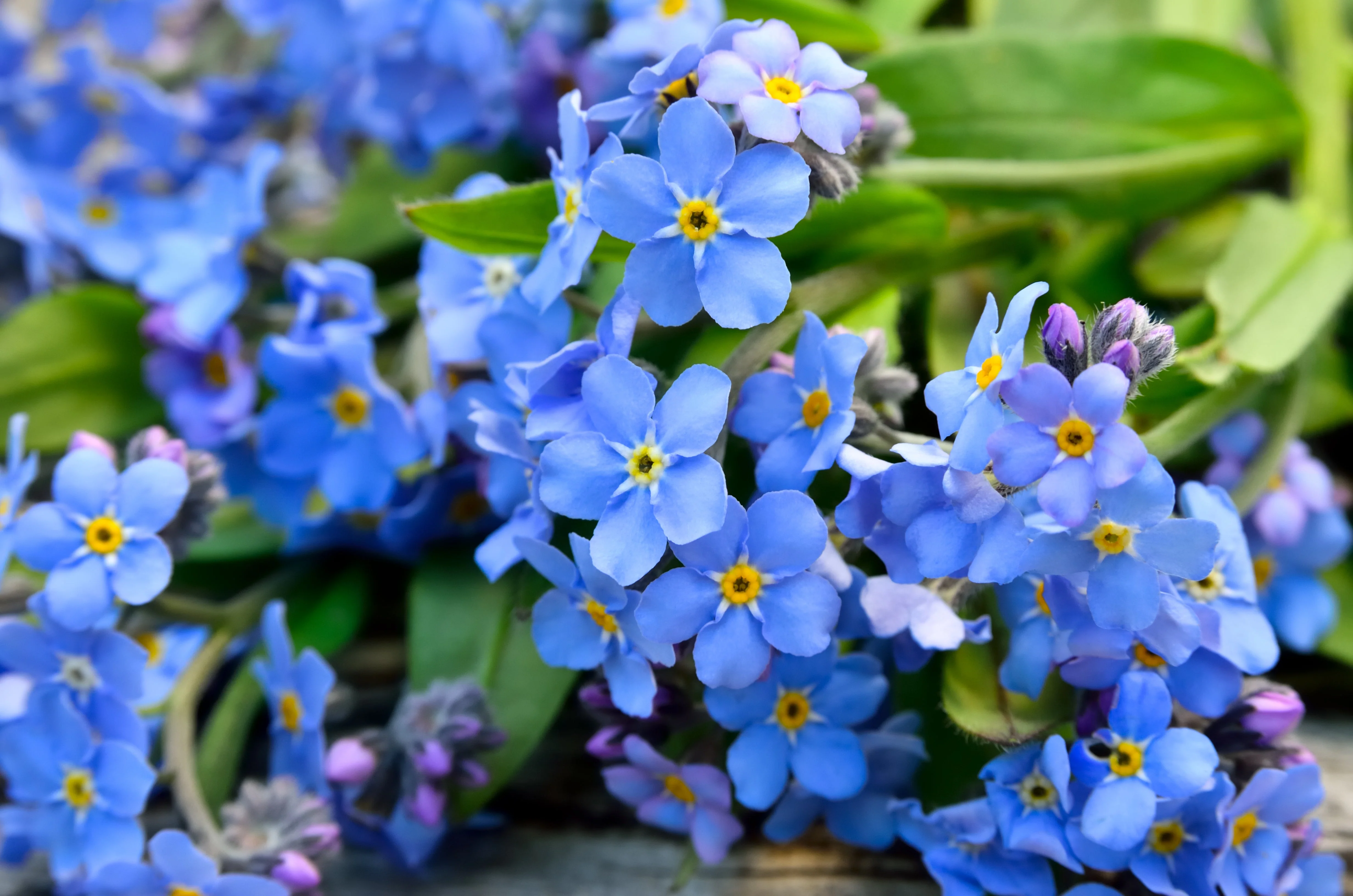 500 Blue FORGET ME NOT Myosotis Sylvatica Shade or Sun Perennial Flower Seeds - Image 6