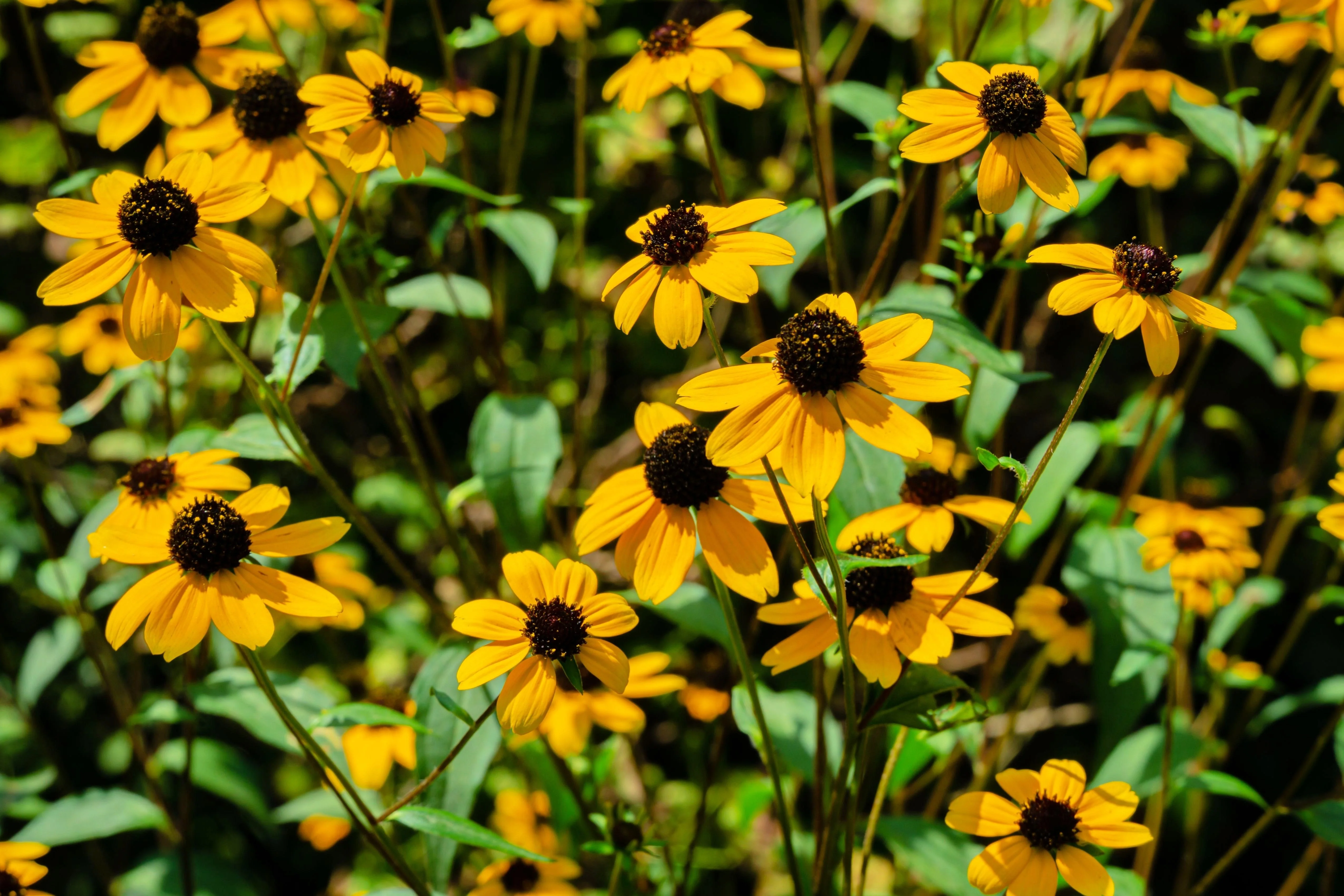 500 BROWN EYED SUSAN Rudbeckia Triloba Flower Seeds - Image 7