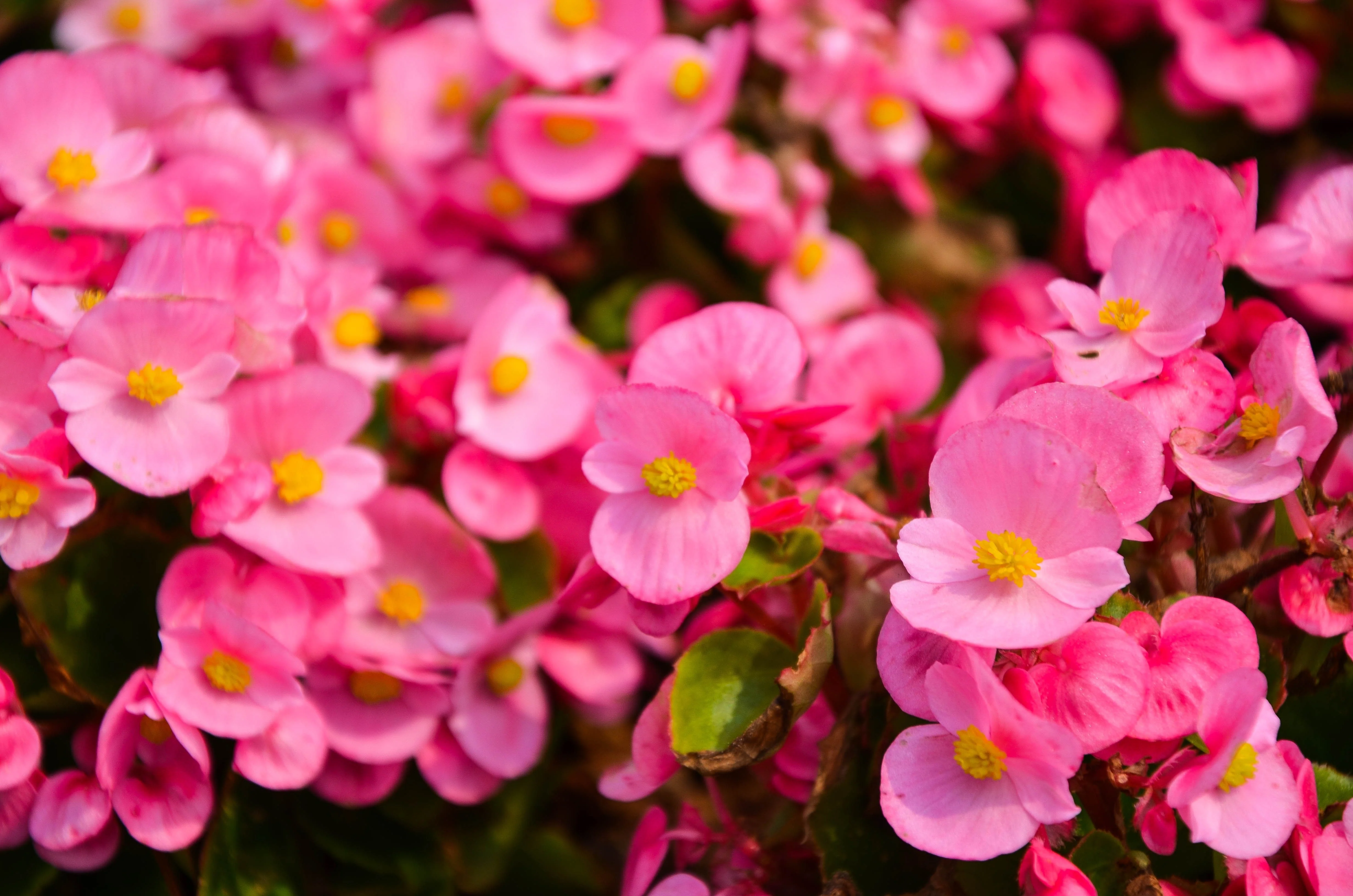 500 BULK HARDY BEGONIA Grandis Rose Pink Perennial Sun - Shade Flower Seeds - Image 2