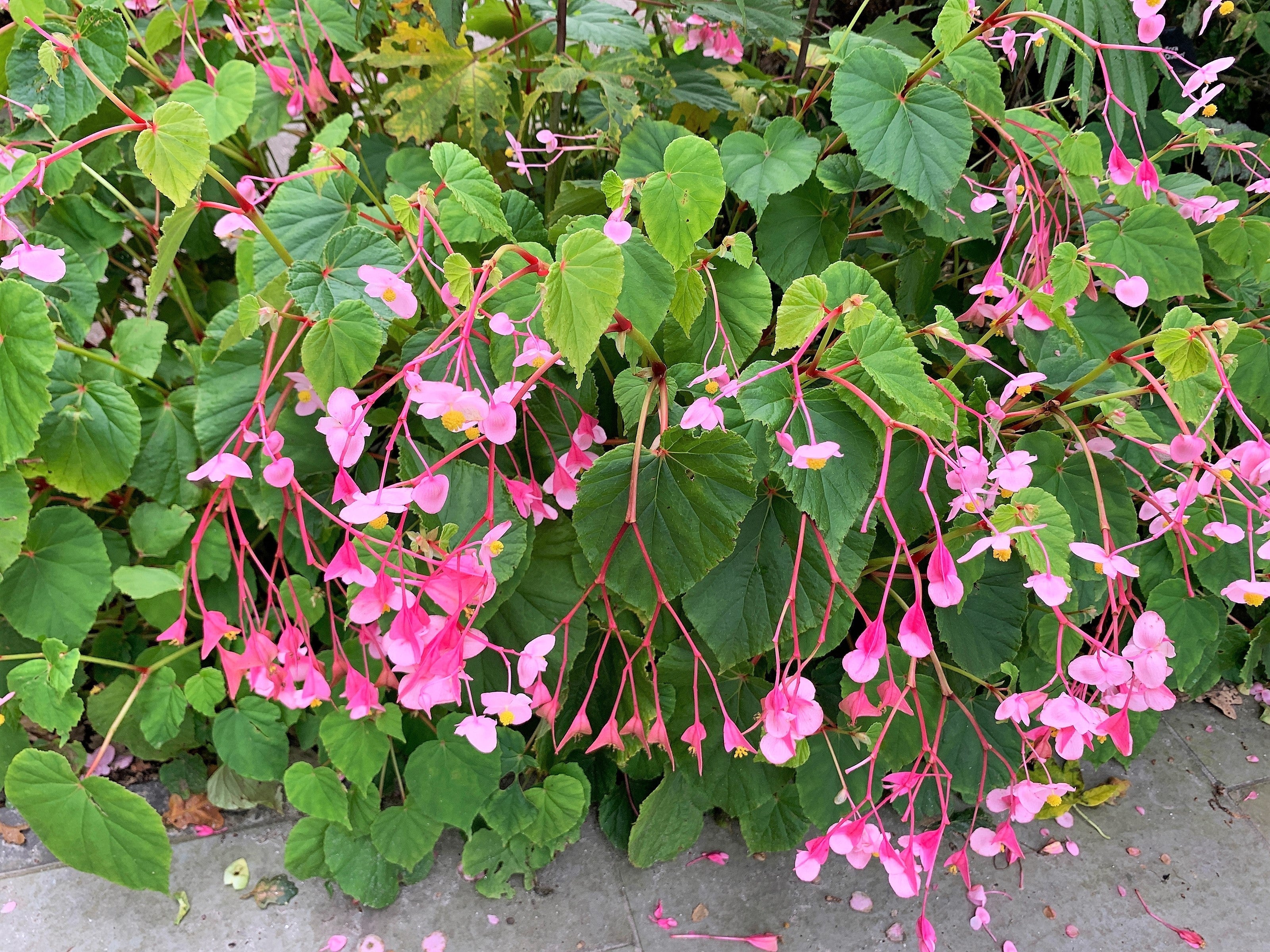 500 BULK HARDY BEGONIA Grandis Rose Pink Perennial Sun - Shade Flower Seeds - Image 4