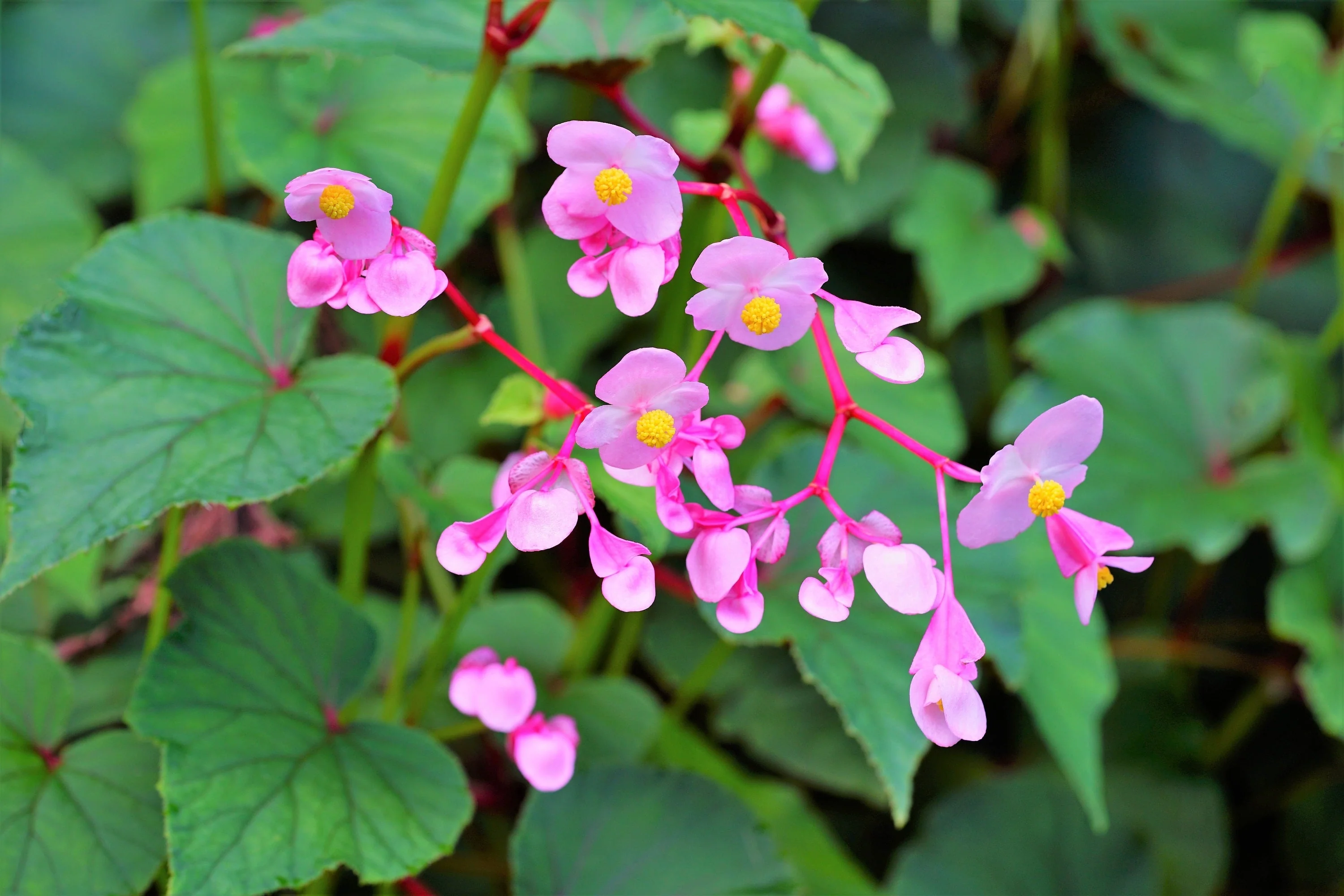500 BULK HARDY BEGONIA Grandis Rose Pink Perennial Sun - Shade Flower Seeds - Image 8