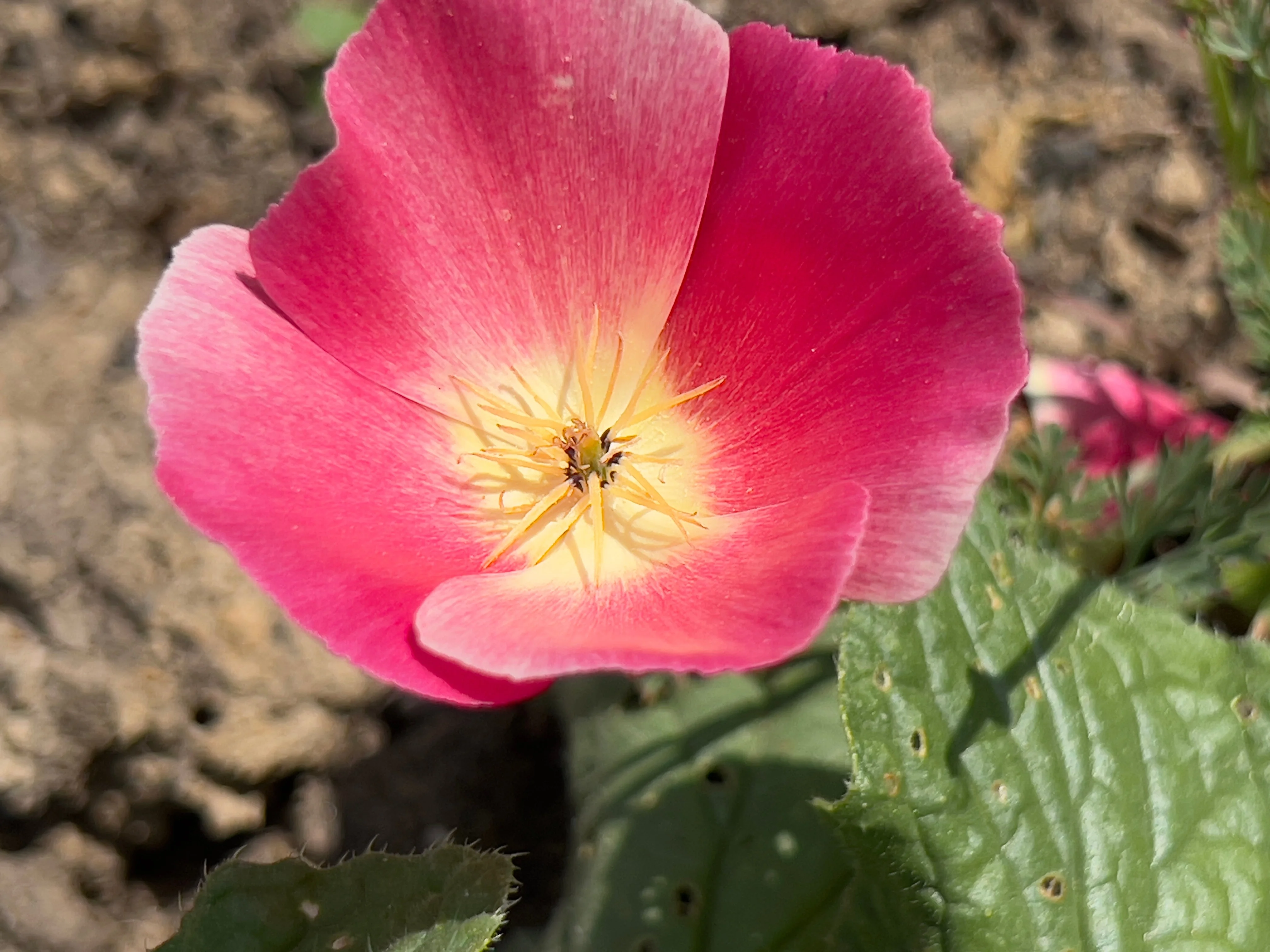 500 CARMINE King CALIFORNIA POPPY Pink Eschscholzia Californica Flower Seeds - Image 3