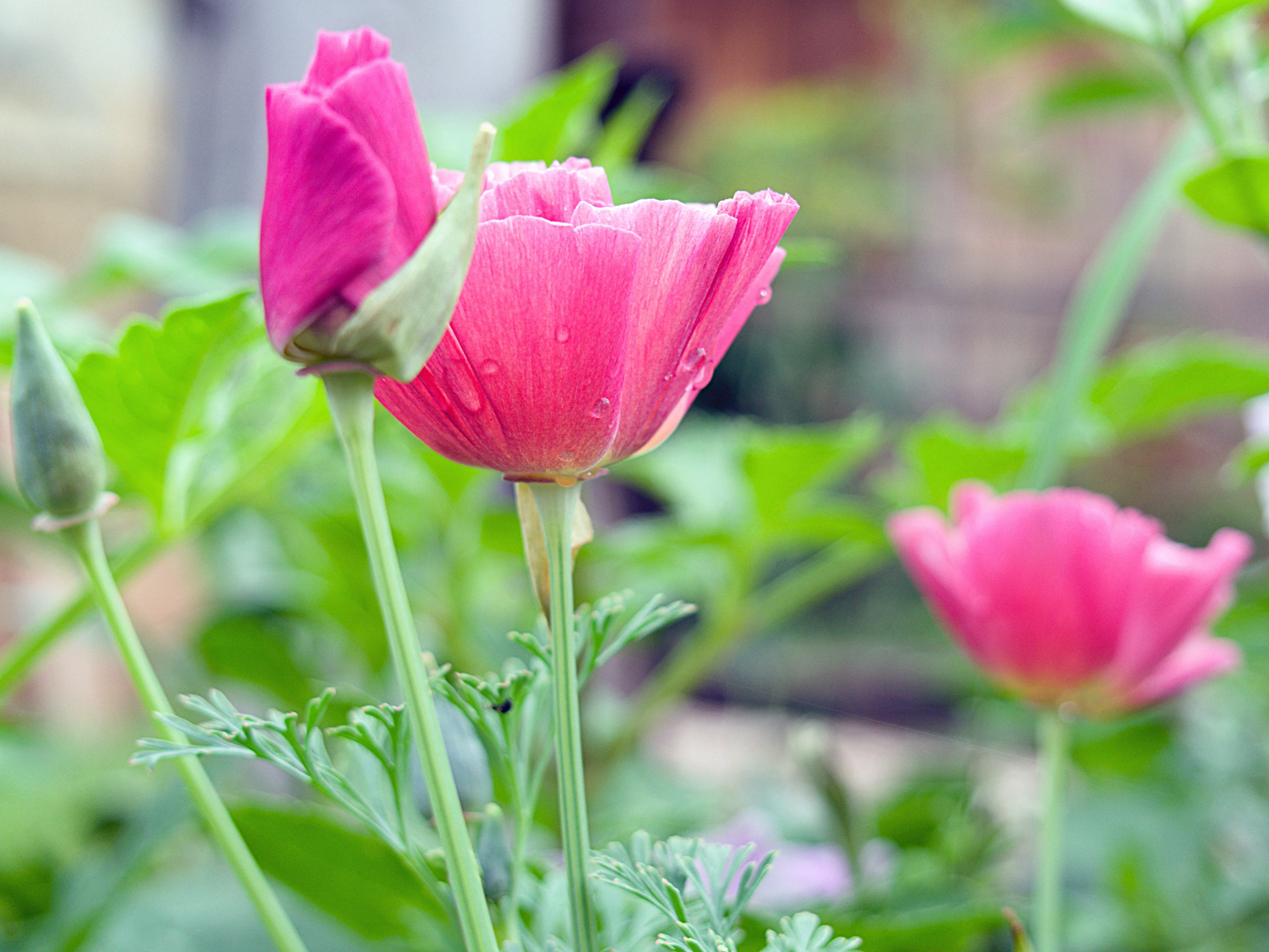 500 CARMINE King CALIFORNIA POPPY Pink Eschscholzia Californica Flower Seeds - Image 5