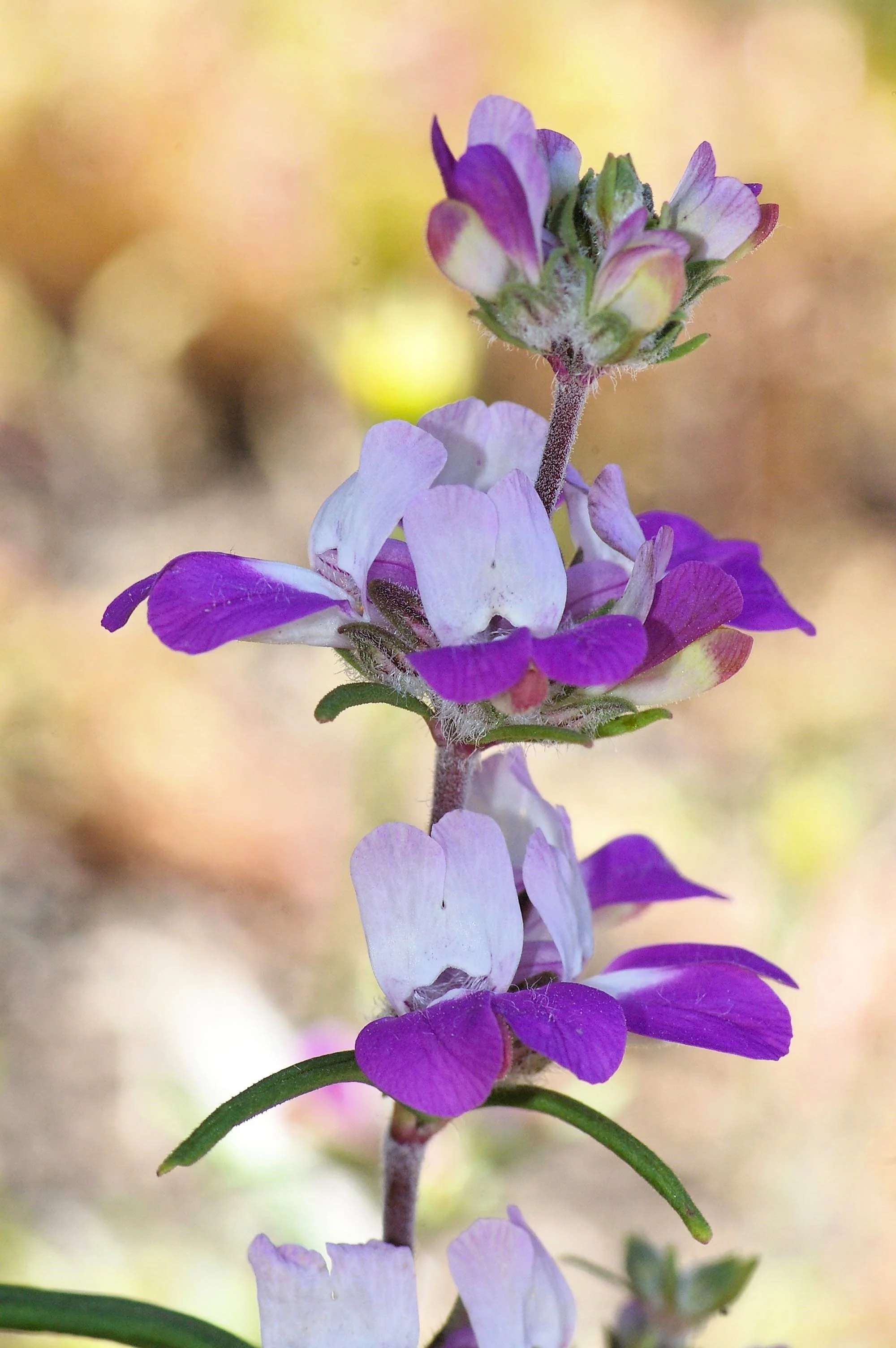 500 CHINESE HOUSES Pagodas Collinsia Heterophylla Flower Seeds - Image 2