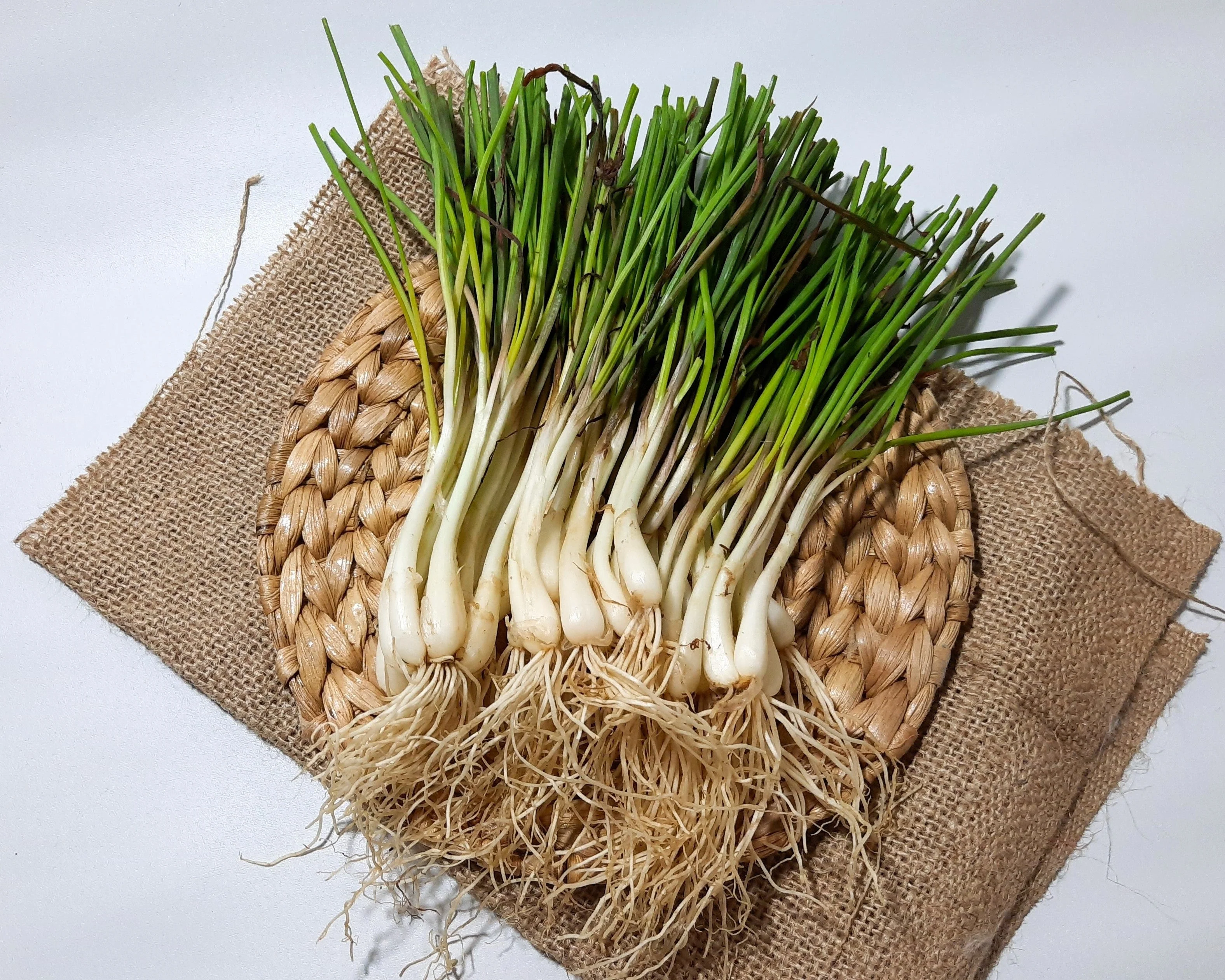 500 CHINESE LEEK (Oriental Garlic / Garlic Chives / Chinese Chives / Flat Chives) Allium Tuberosum Vegetable Seeds - Image 9