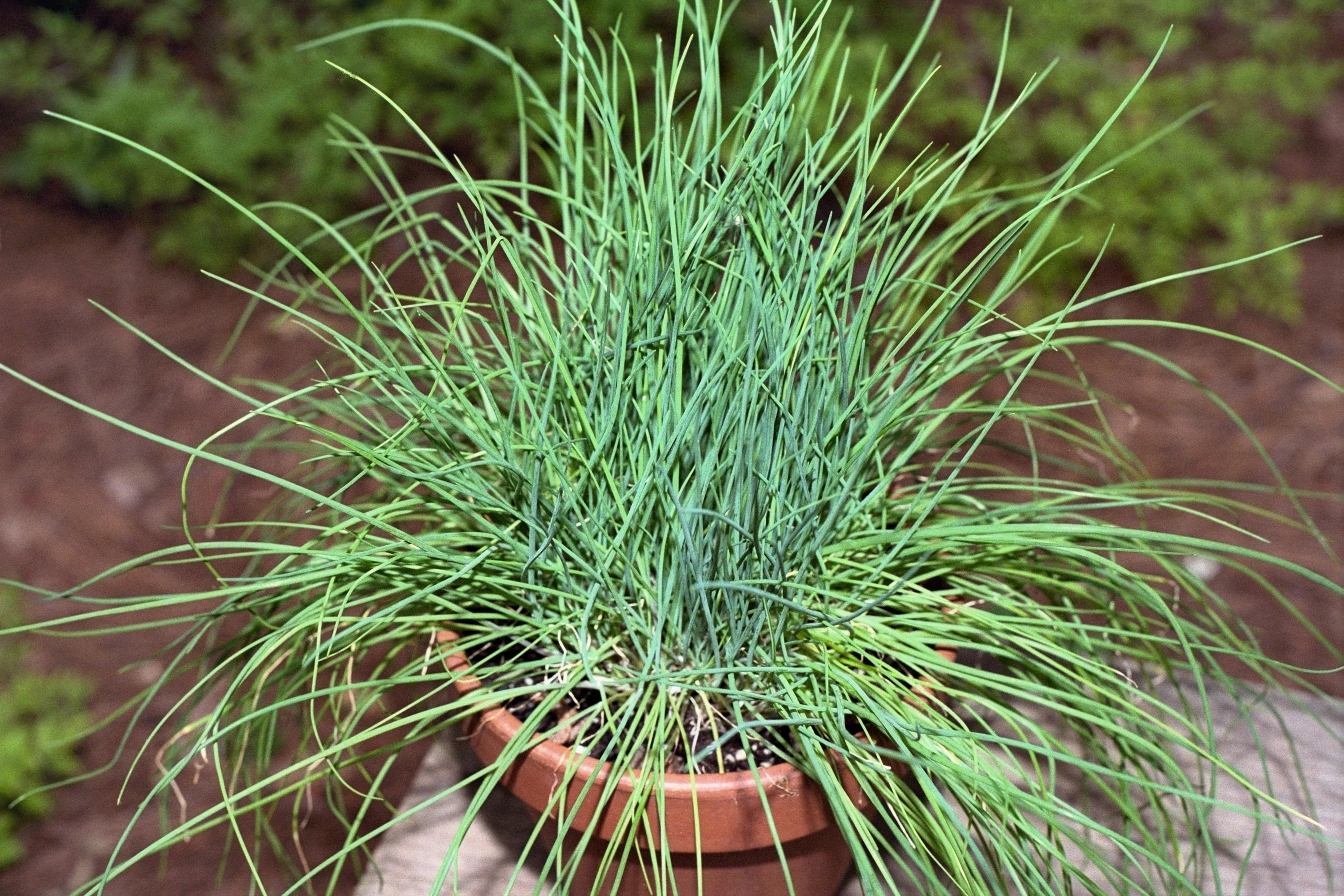 500 CHIVE Allium Schoenoprasum Vegetable Seeds - Image 9