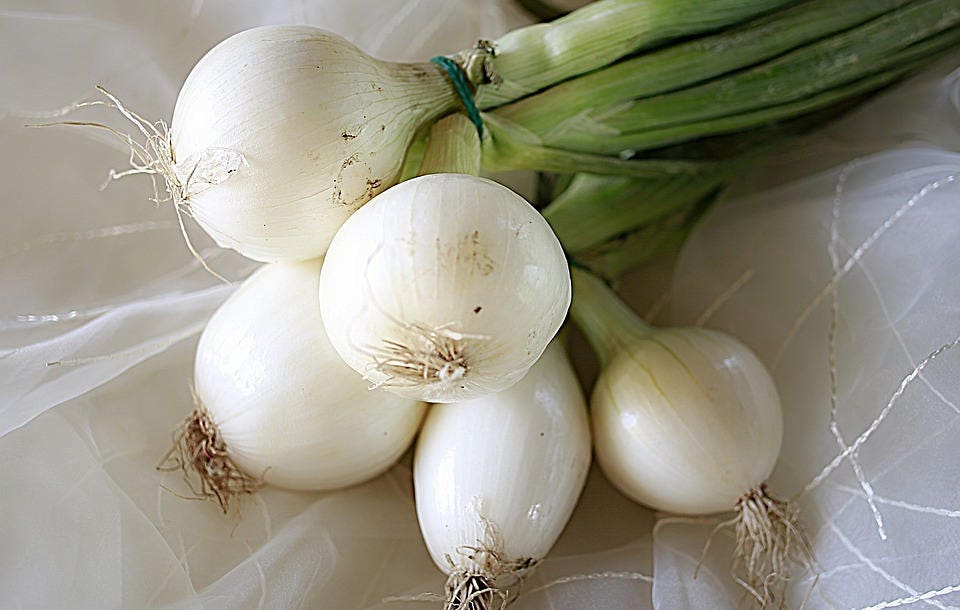 500 Crystal White WAX PEARL ONION Allium Cepa Vegetable Seeds - Image 2
